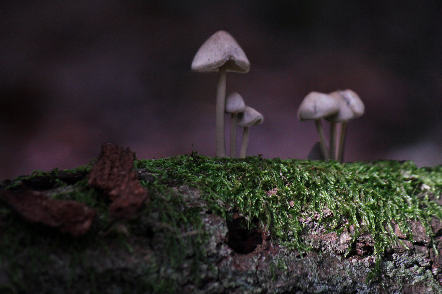 mushrooms-4