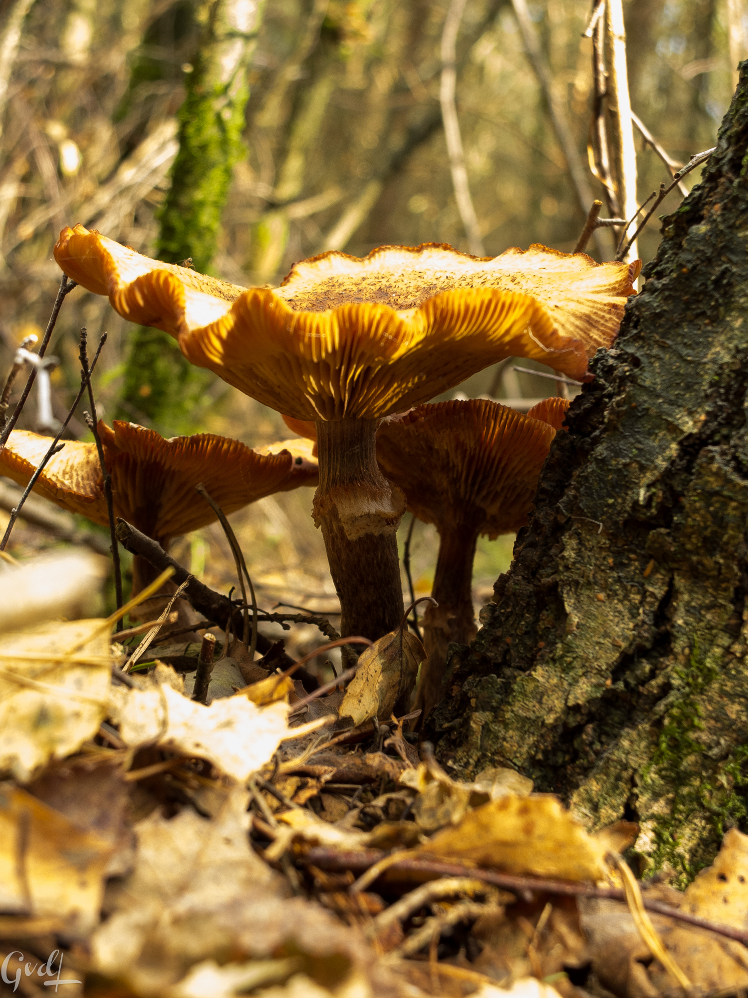 paddenstoel-in-het-zonnetje