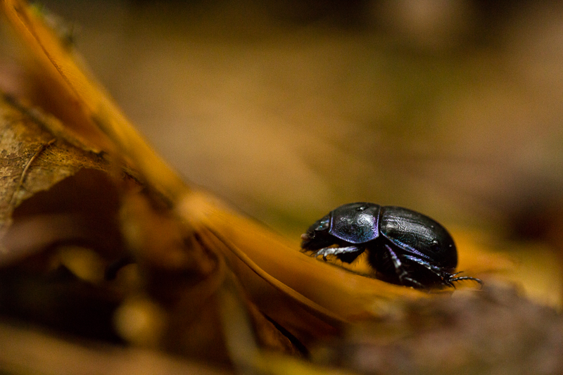 mestkever-geotrupes-stercorarius
