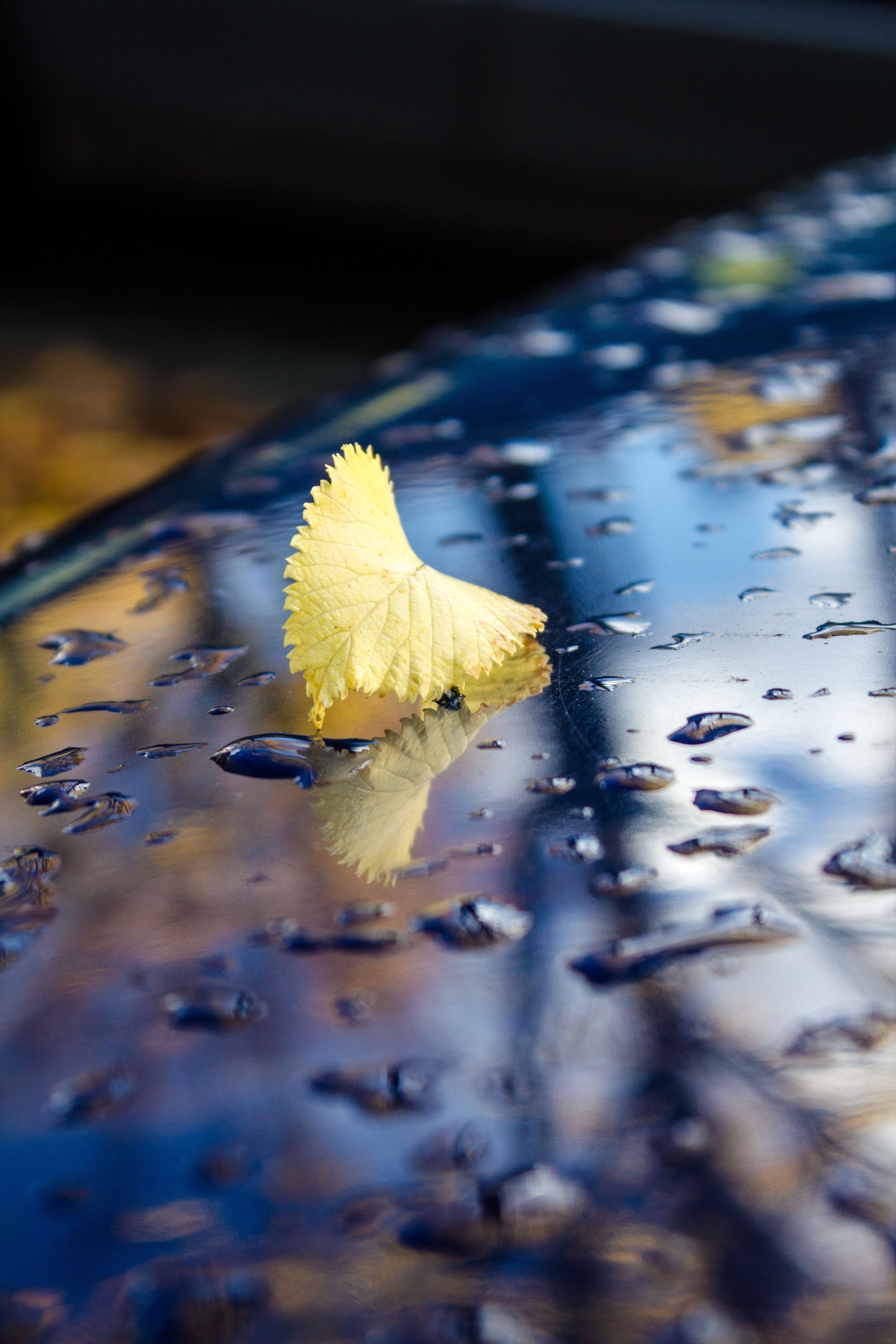 lonely-leaf-on-the-hood-of-the-car