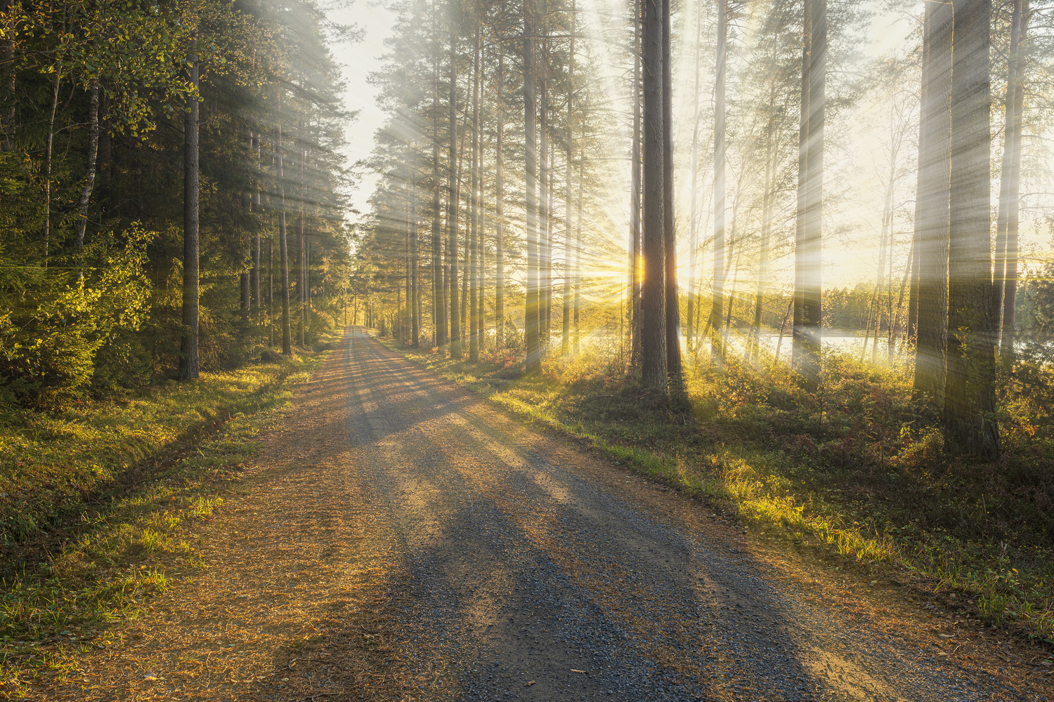 workshop-photoshop-lichtstralen-in-het-bos