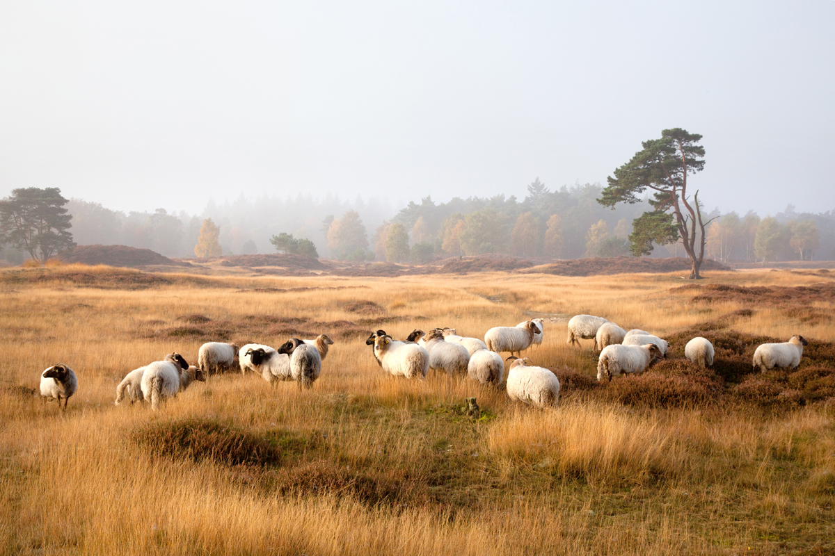 schapen-op-herfstige-heide