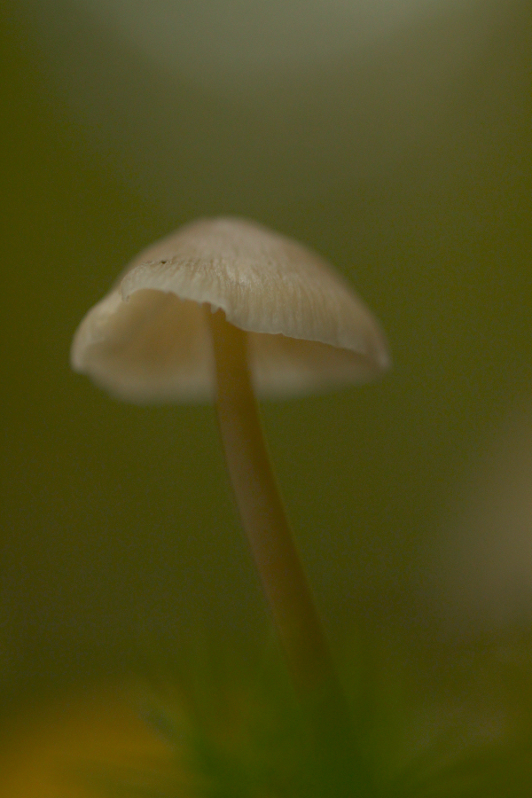 mushroom-5