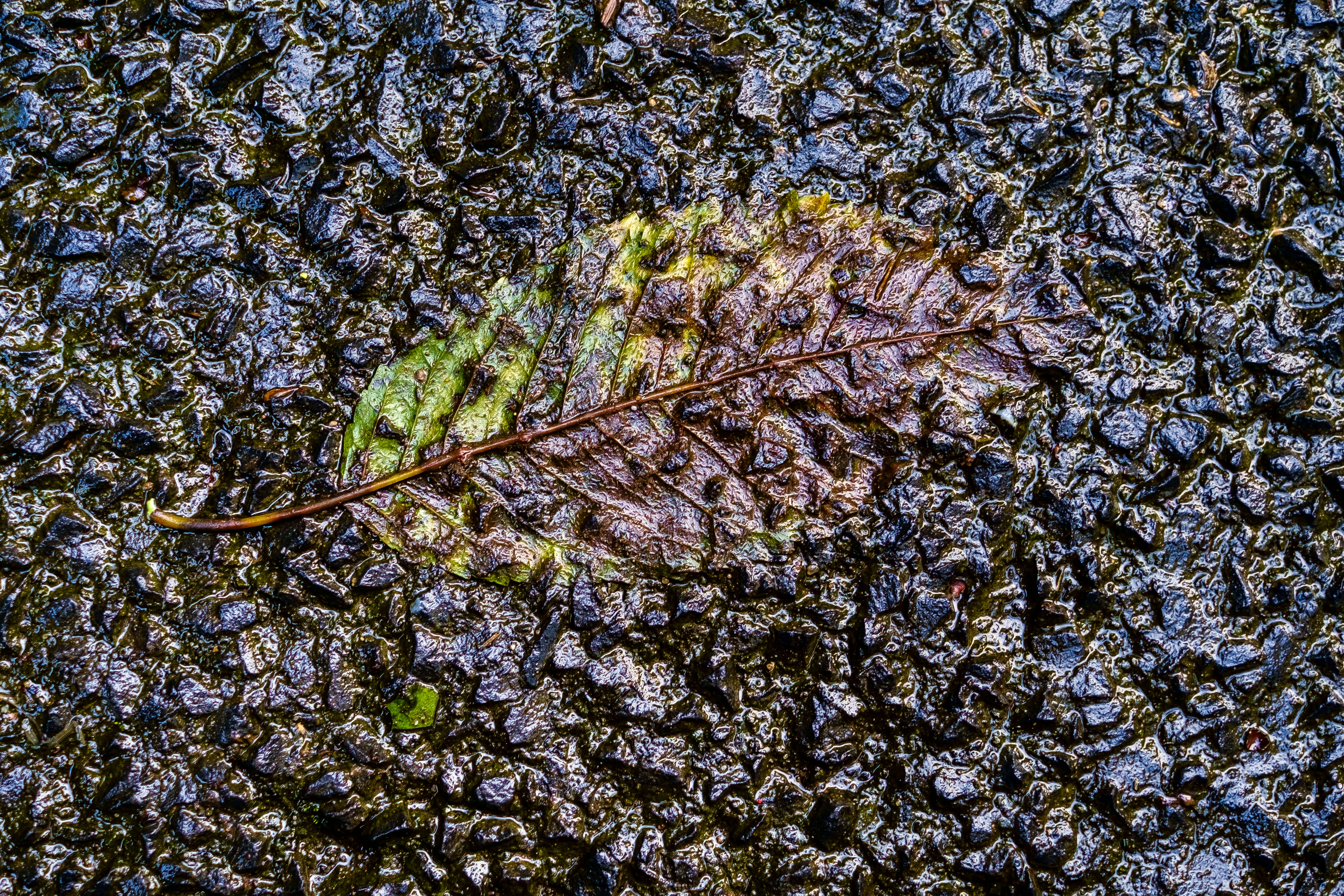 disapearing-leaf