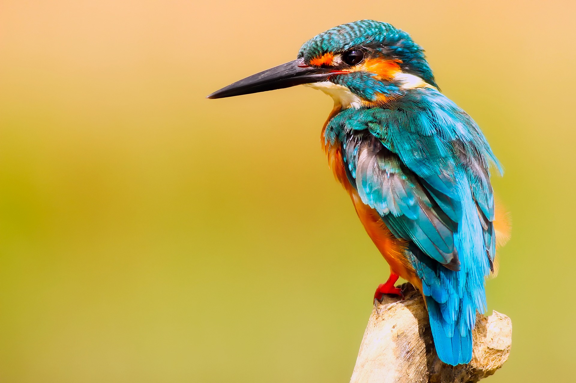universiteit-utrecht-zoekt-fotograaf-om-bijzondere-ijsvogel-te-fotograferen