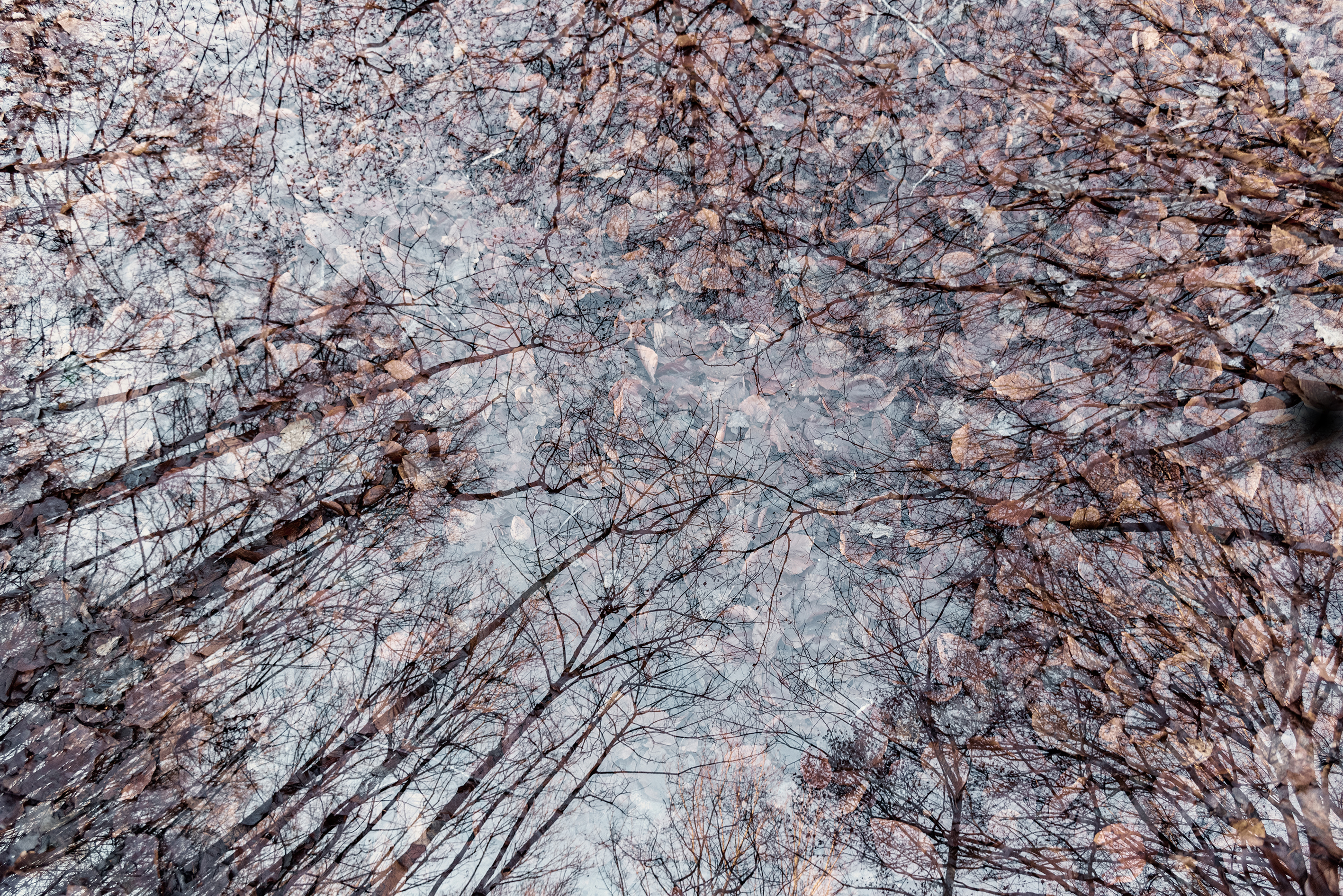 bos-meervoudige-belichting