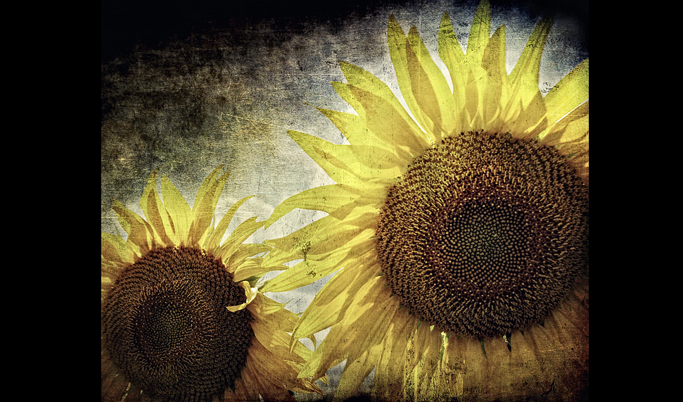 sunflowers-3