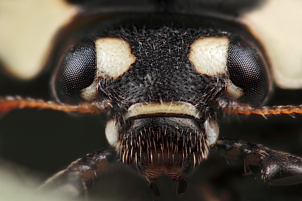 lieveheersbeestje-34