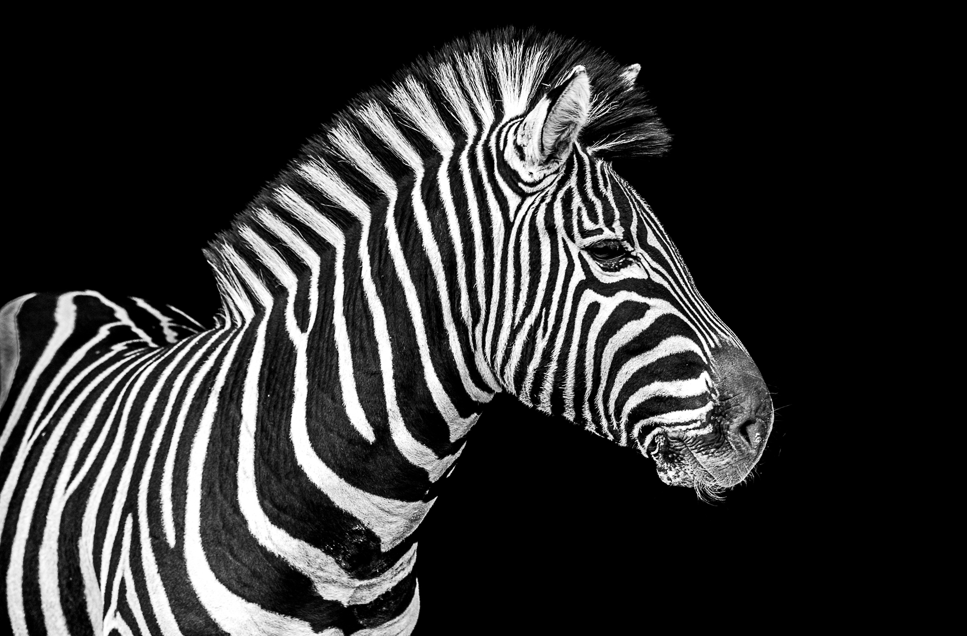zebra-0
