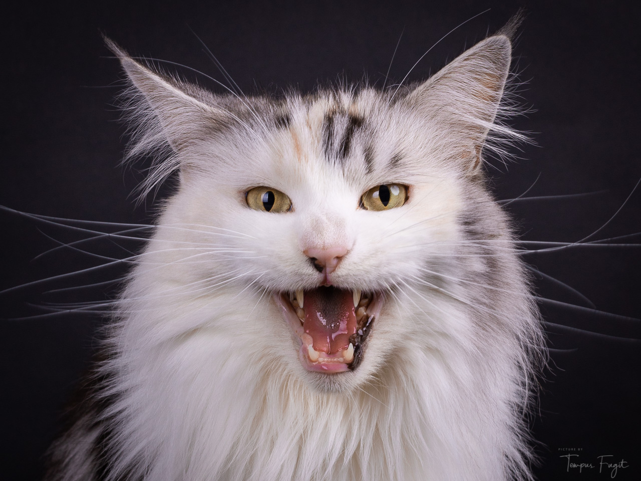 hierrrrrr-met-dat-kattensnoepje