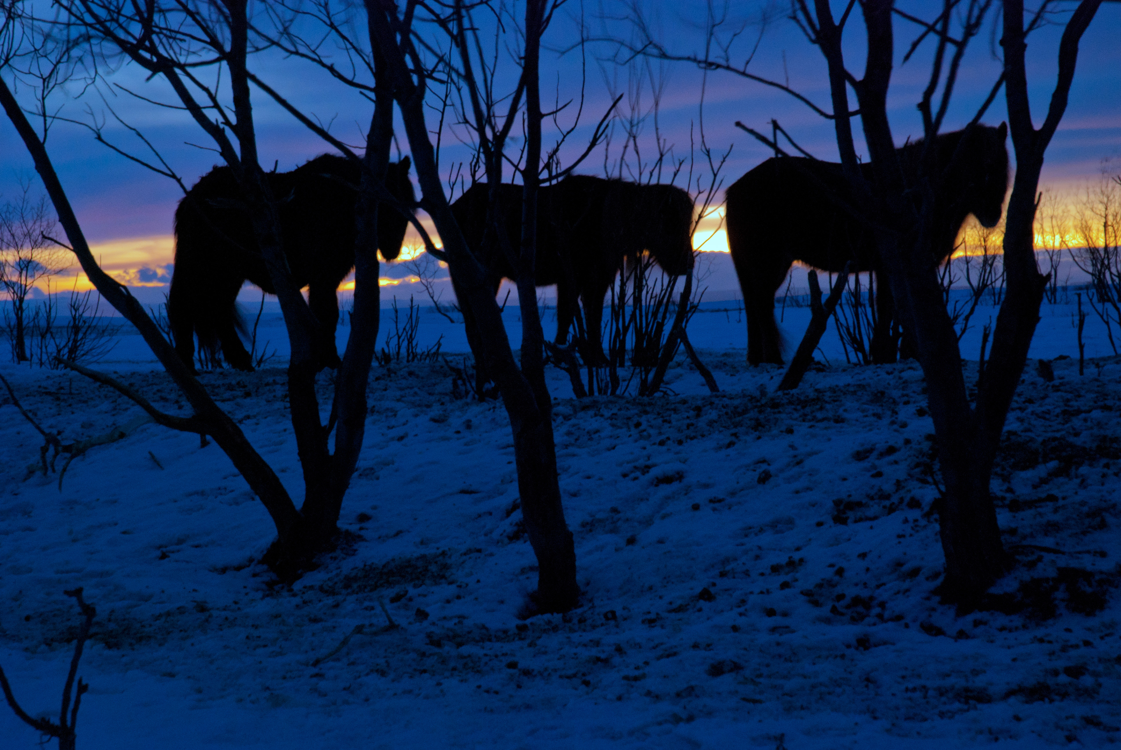 ijslandse-paarden-tijdens-zonsopkomst