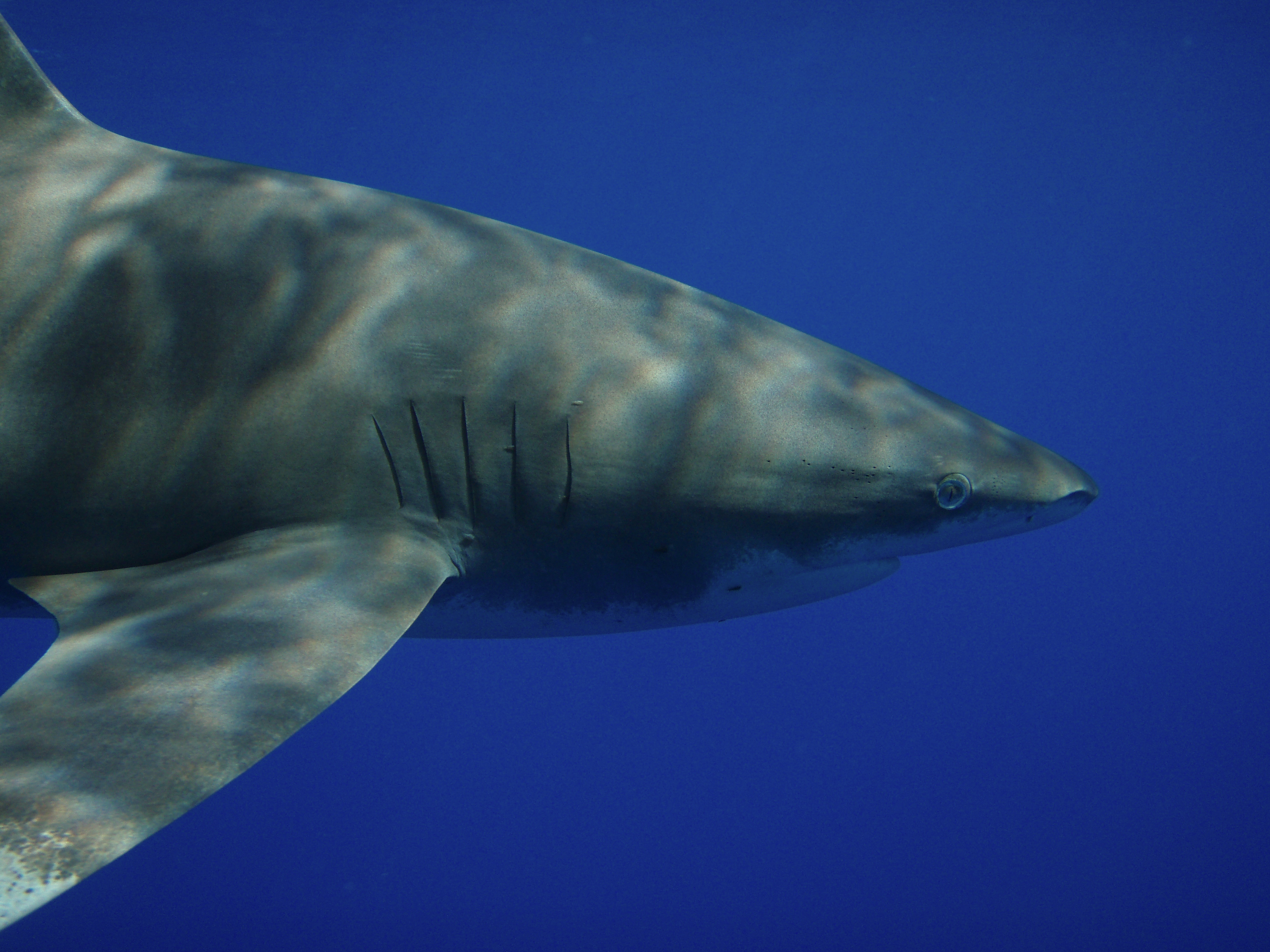 oceanic-white-tip-shark