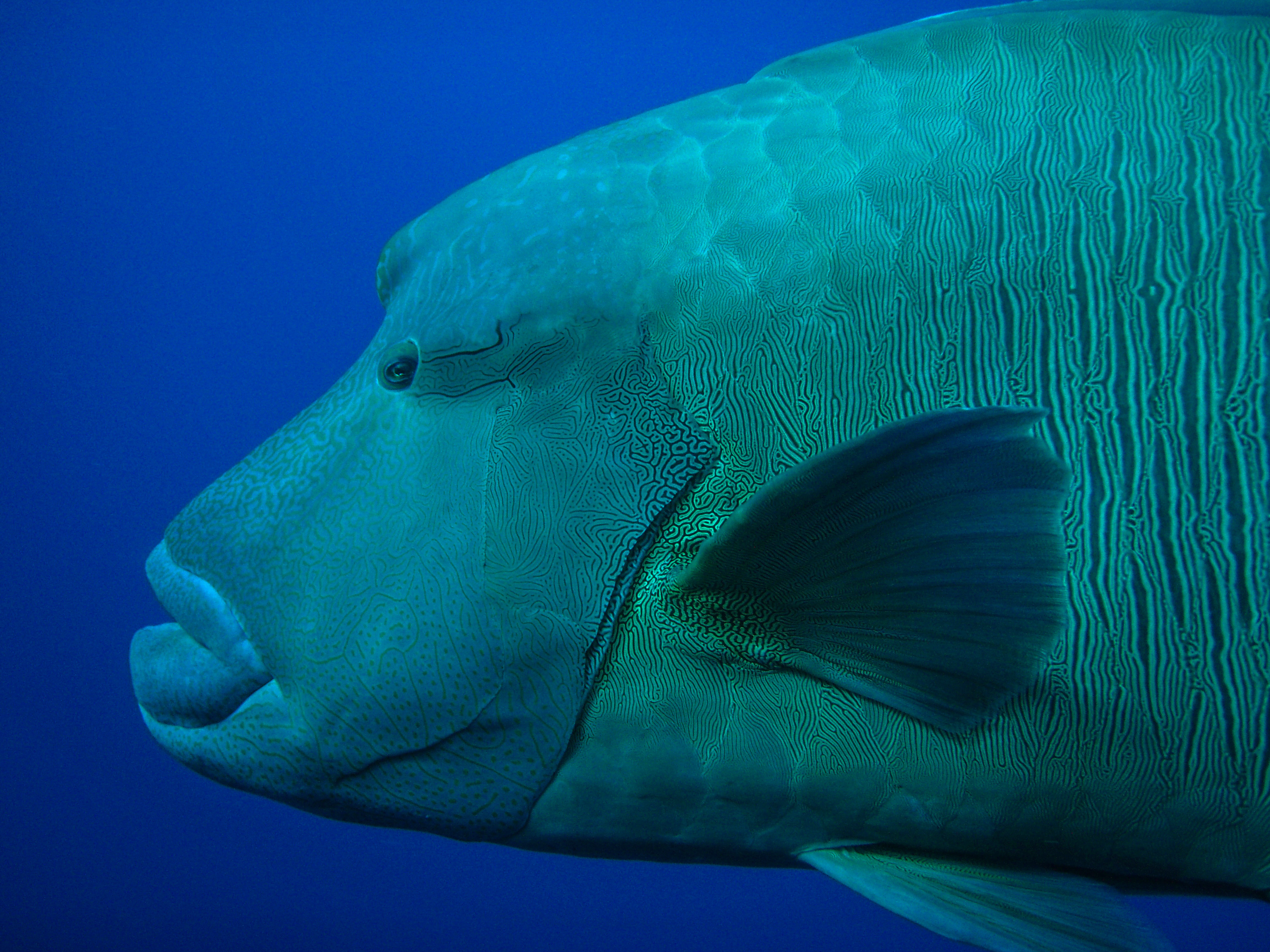 gezelschap-van-een-napoleon-vis