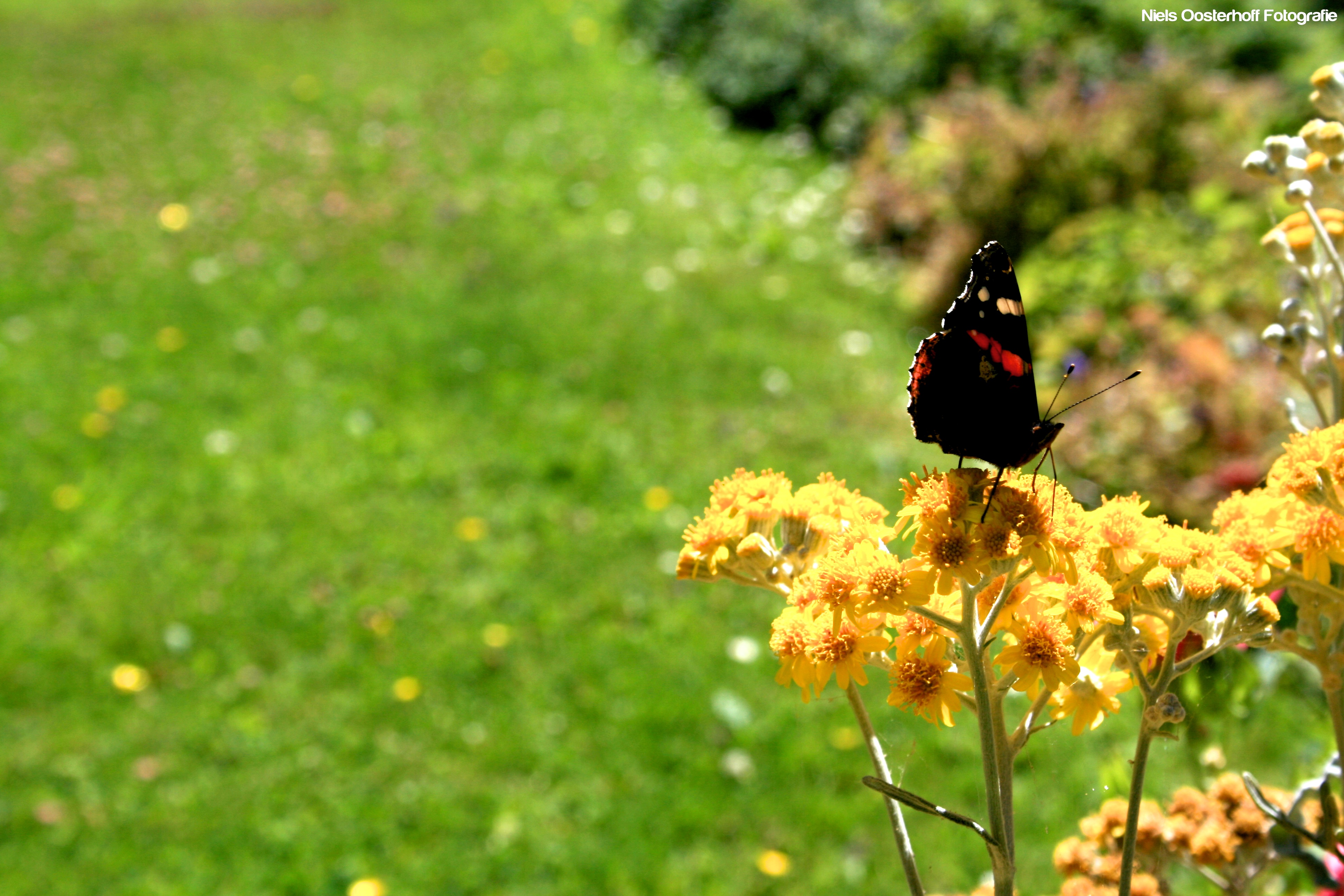 vlinder-binnentuin-le-mont-saint-michel-frankrijk