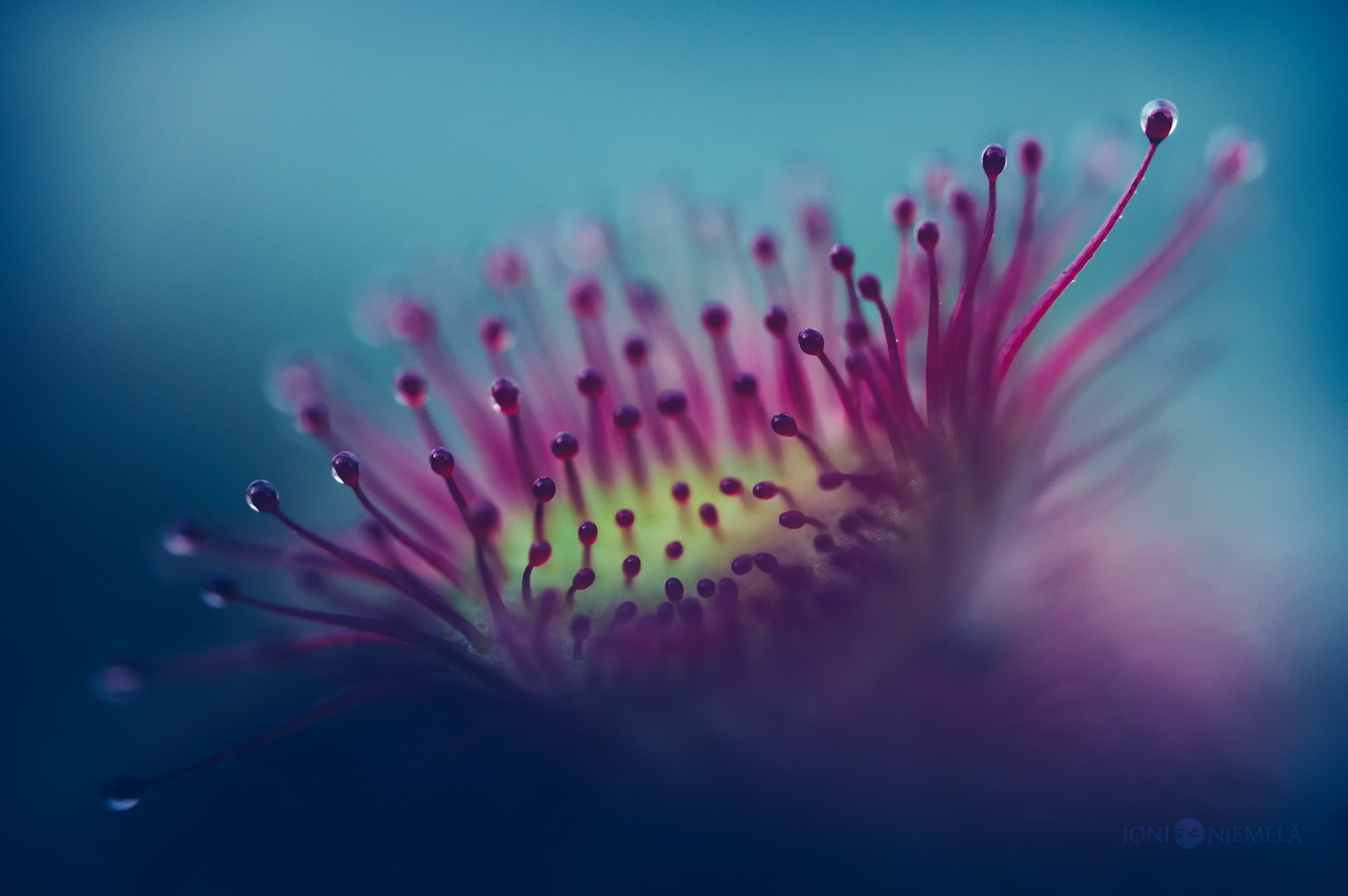 otherworldly-blues-de-vleesetende-planten-van-joni-niemela