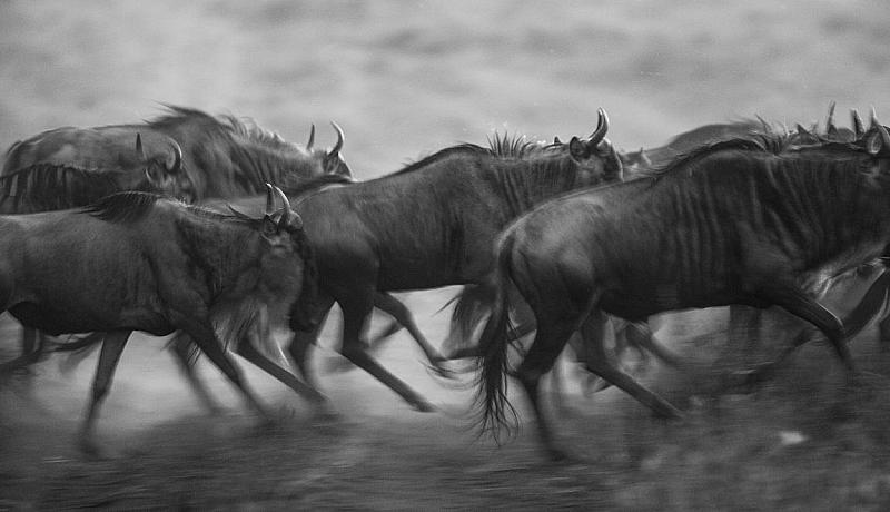 de-mooiste-fotolocaties-ter-wereld-de-serengeti