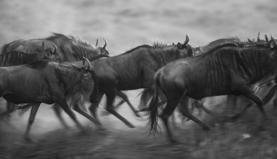 de-mooiste-fotolocaties-ter-wereld-de-serengeti