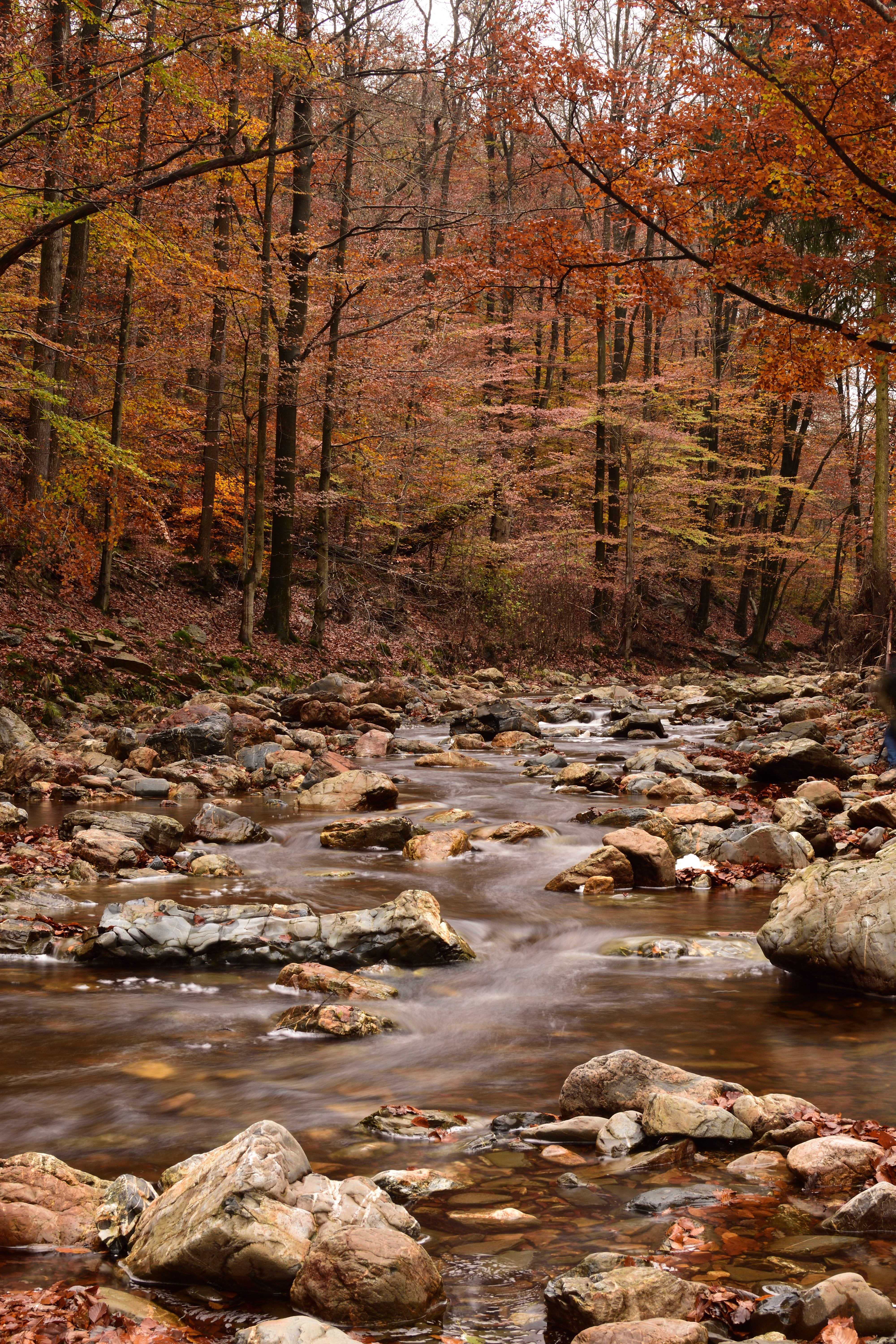 een-rivier-door-een-herfstbos