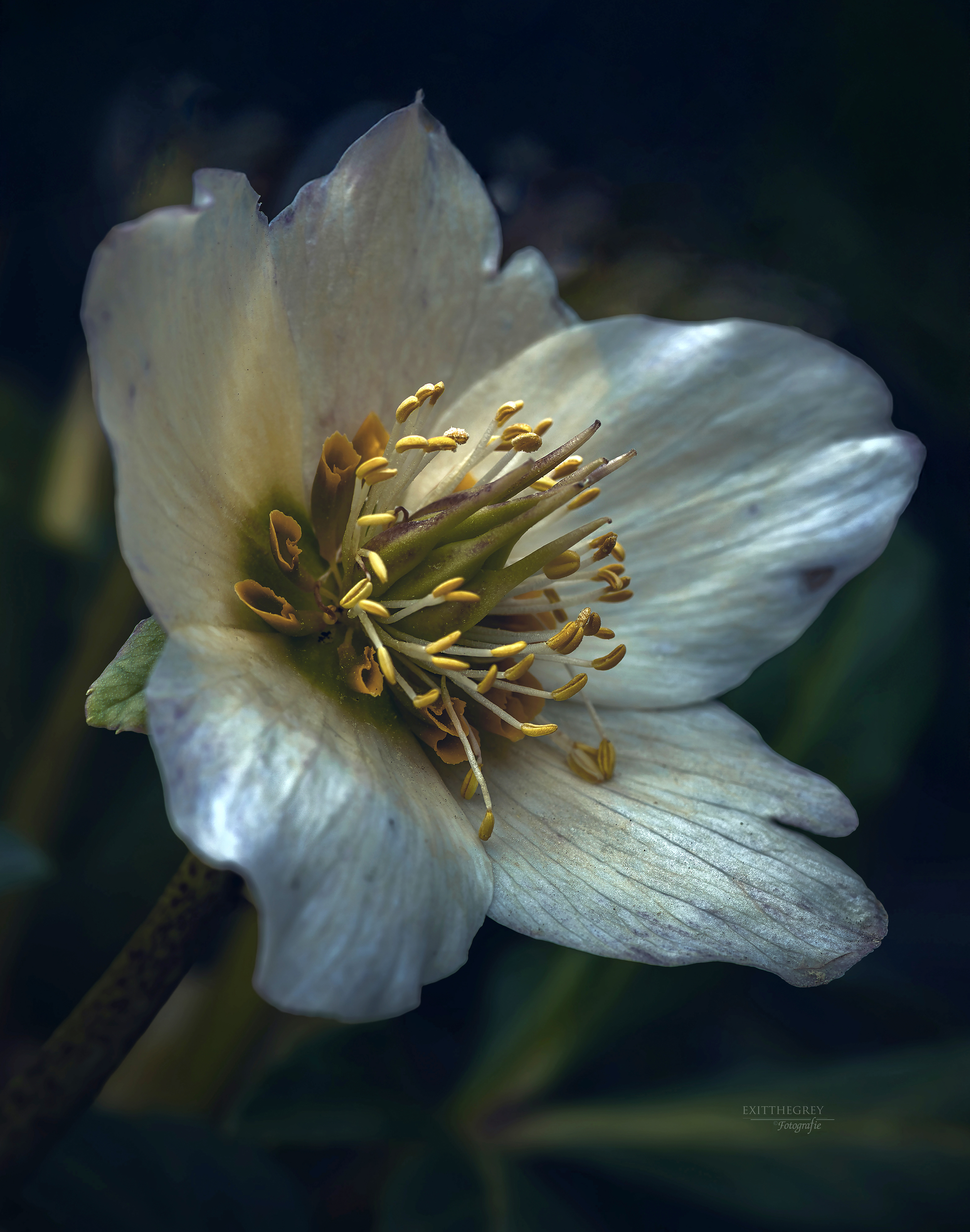 helleborus