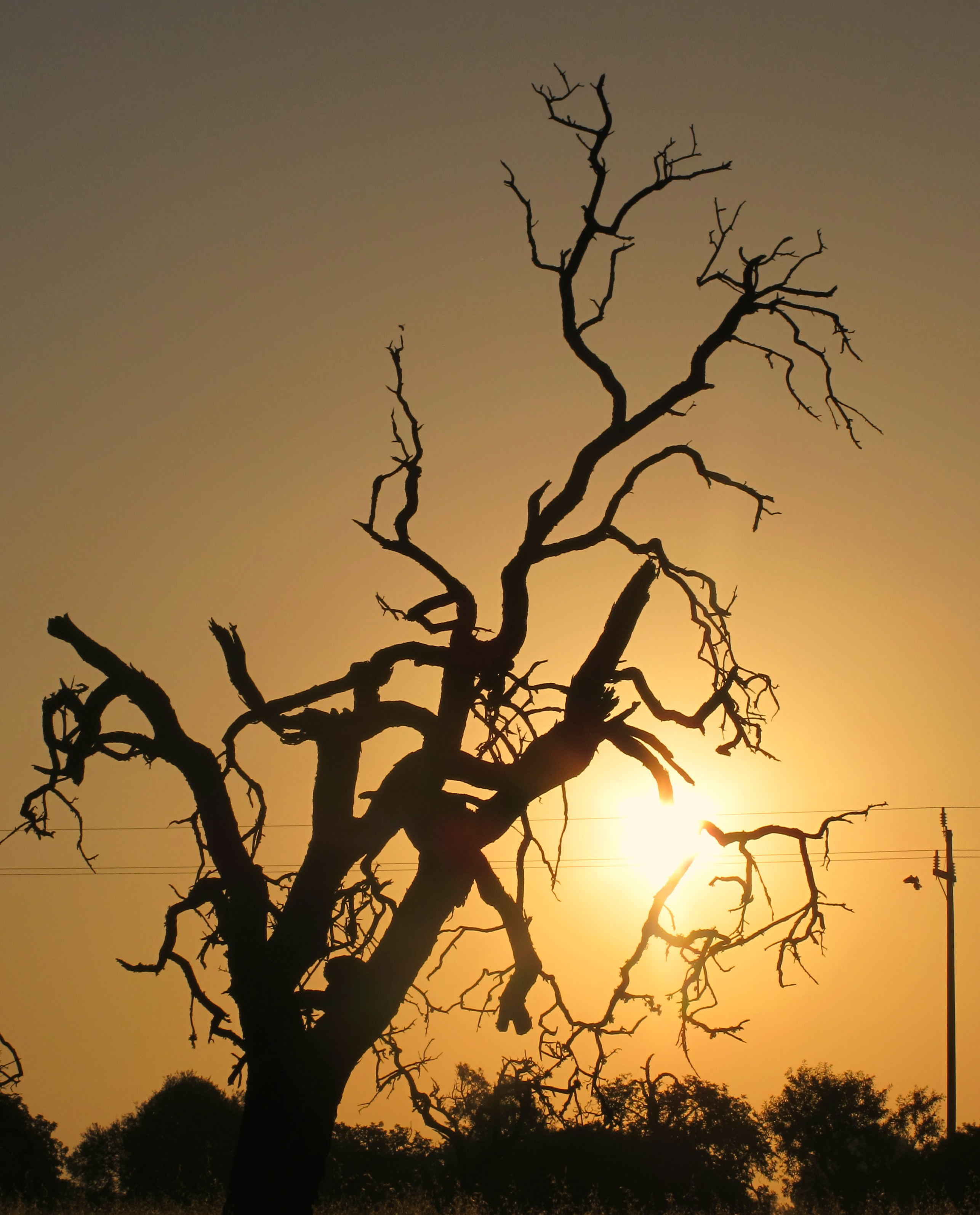 sunrise-in-the-old-almondtree