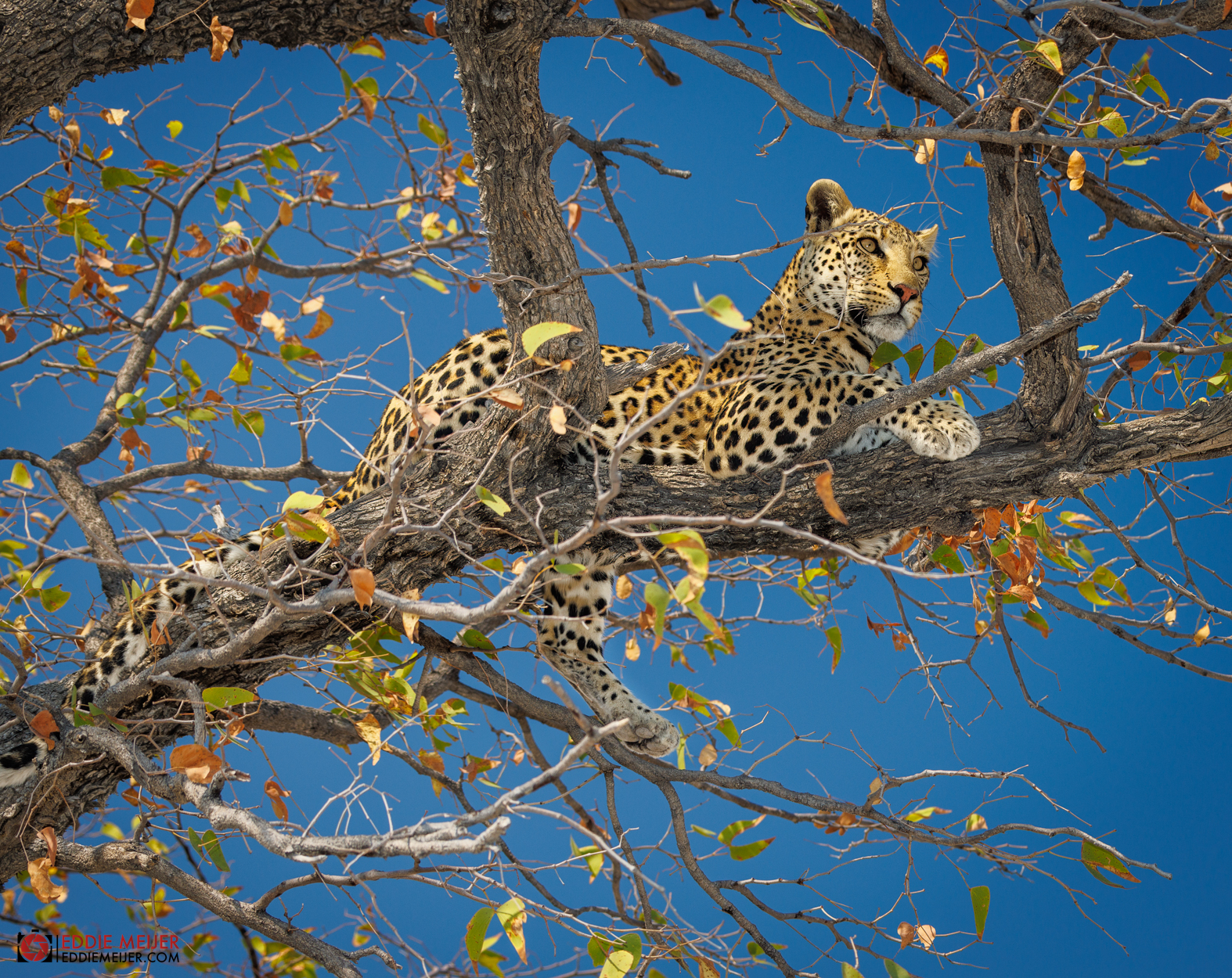 luipaardop-de-uitkijk