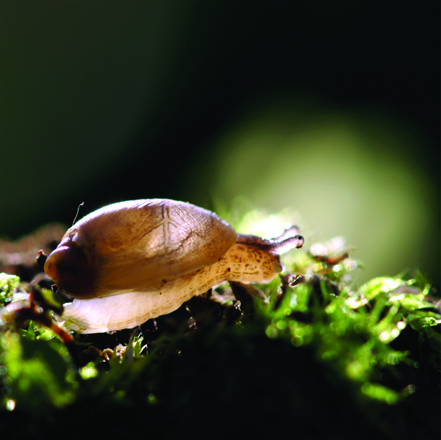 snails-see-the-beauty-in-every-inch