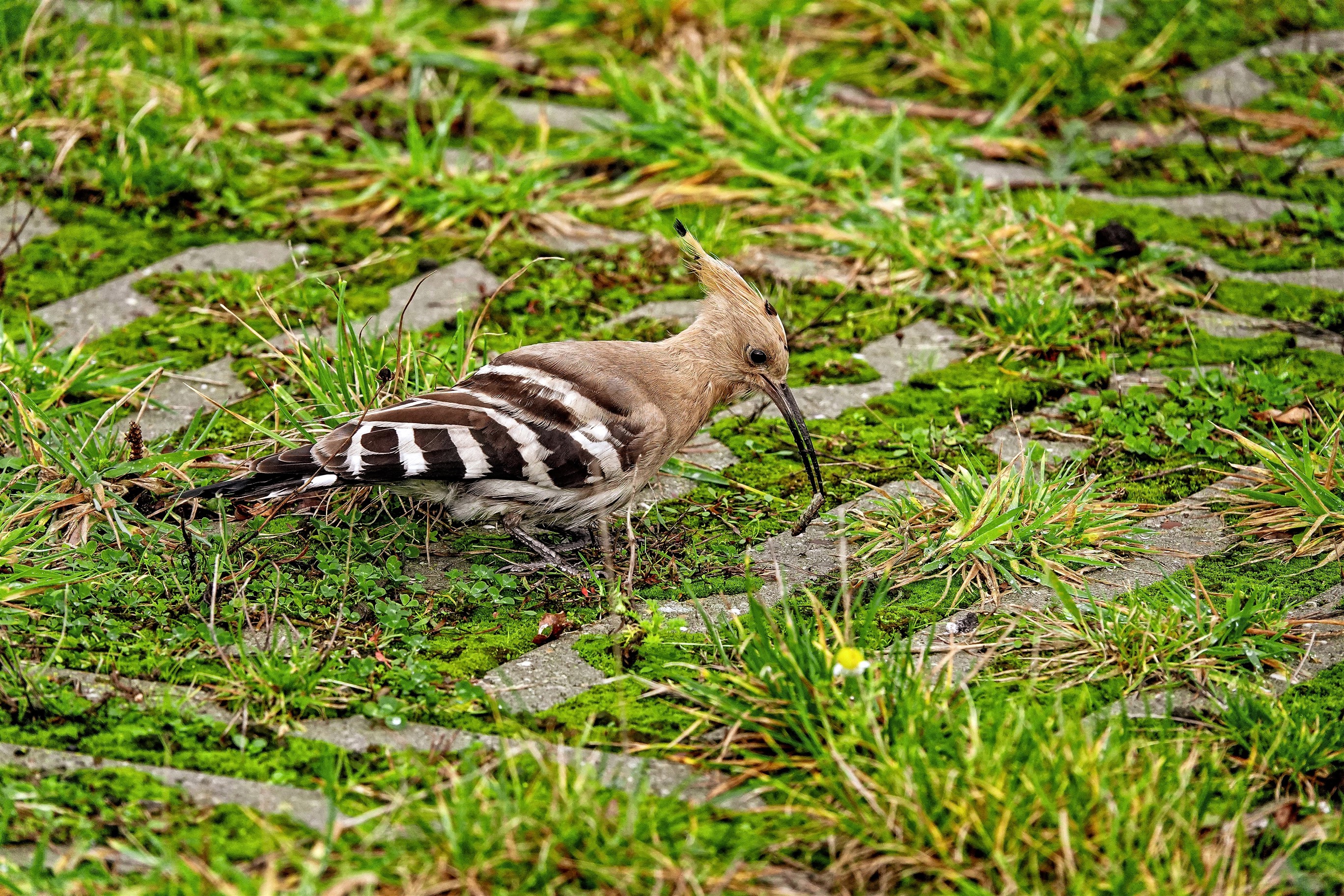 hop-met-worm-in-de-snavel