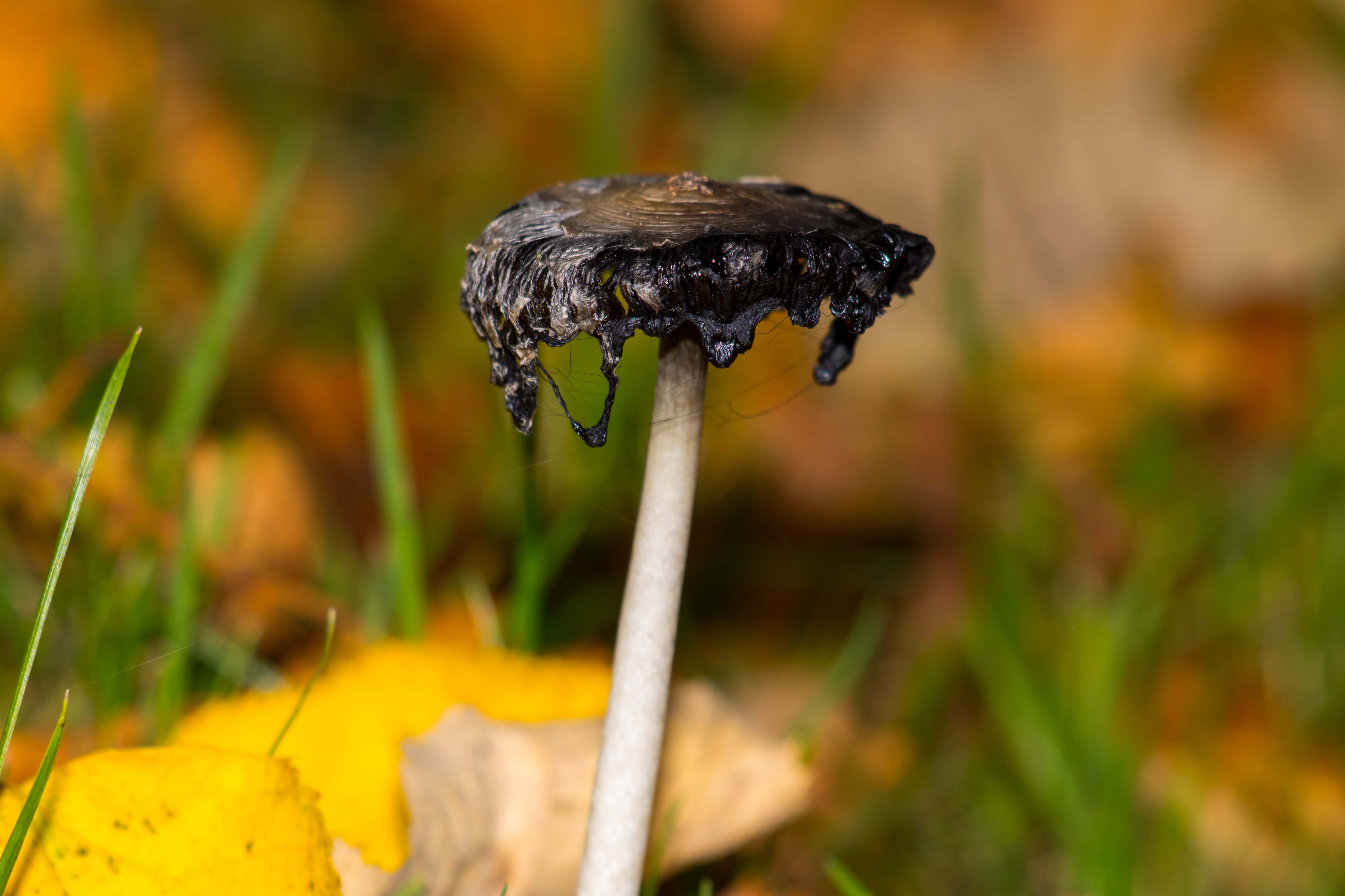 vergaan-maar-toch-zo-mooi