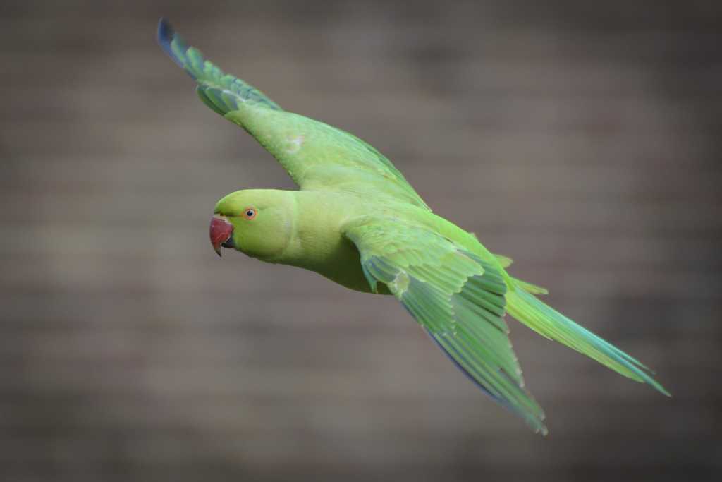 mijn-halsbandparkiet
