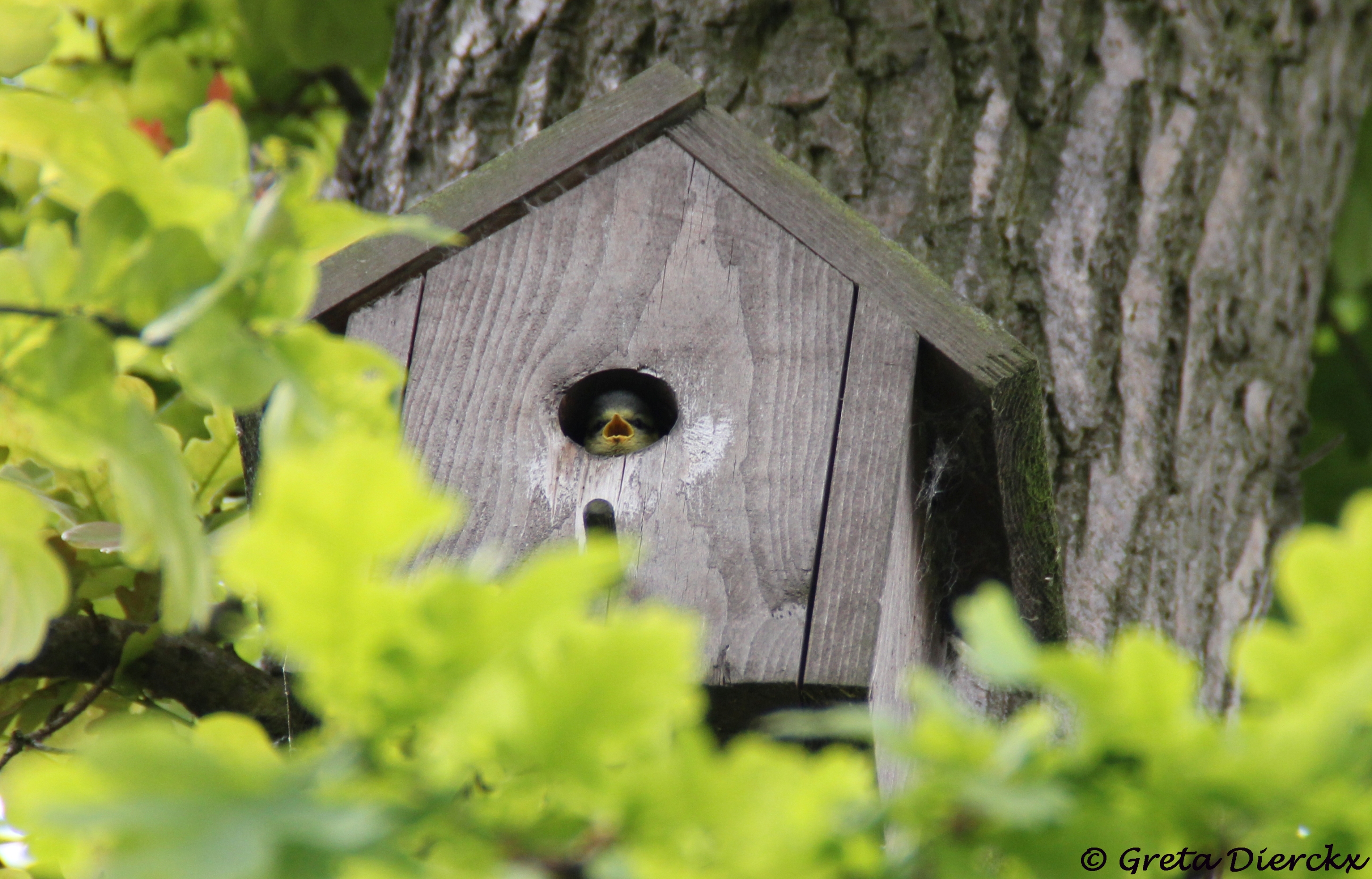 ik-zing-mijn-eigen-lied