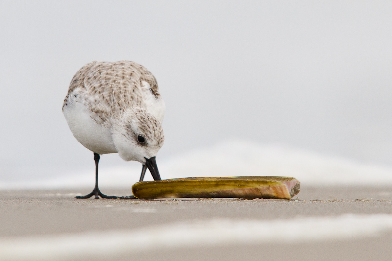 drieteenstrandloper-2-1