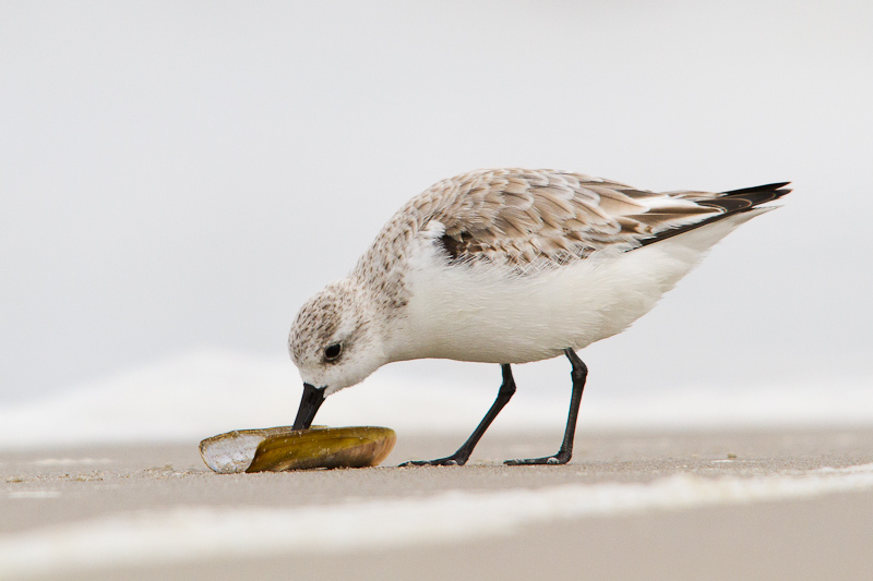 drieteenstrandloper-3