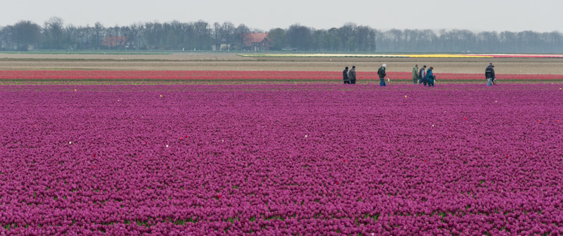 polen-aan-het-werk-in-de-tulpen