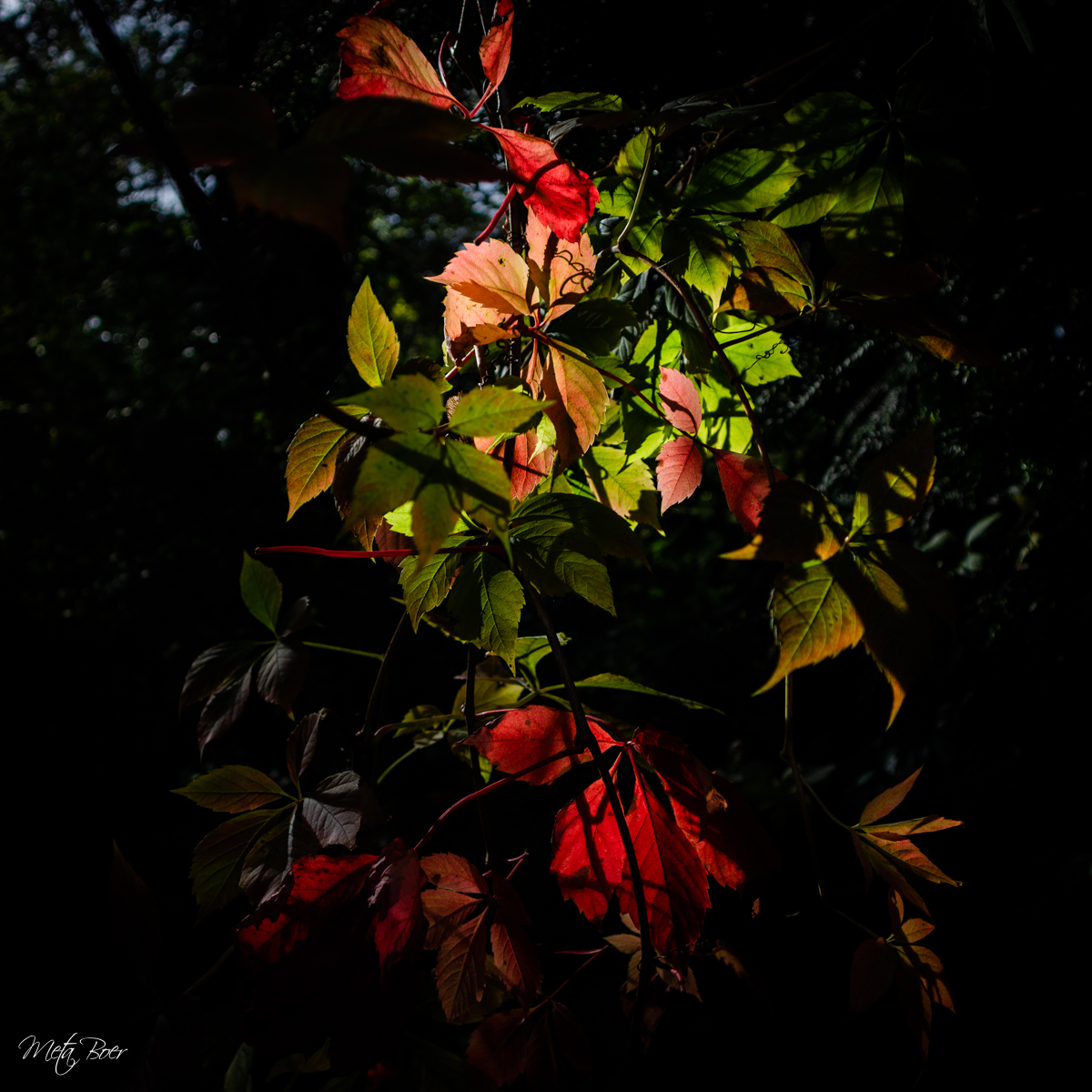 de-zon-zet-deze-herfstbladeren-in-het-zonnetje