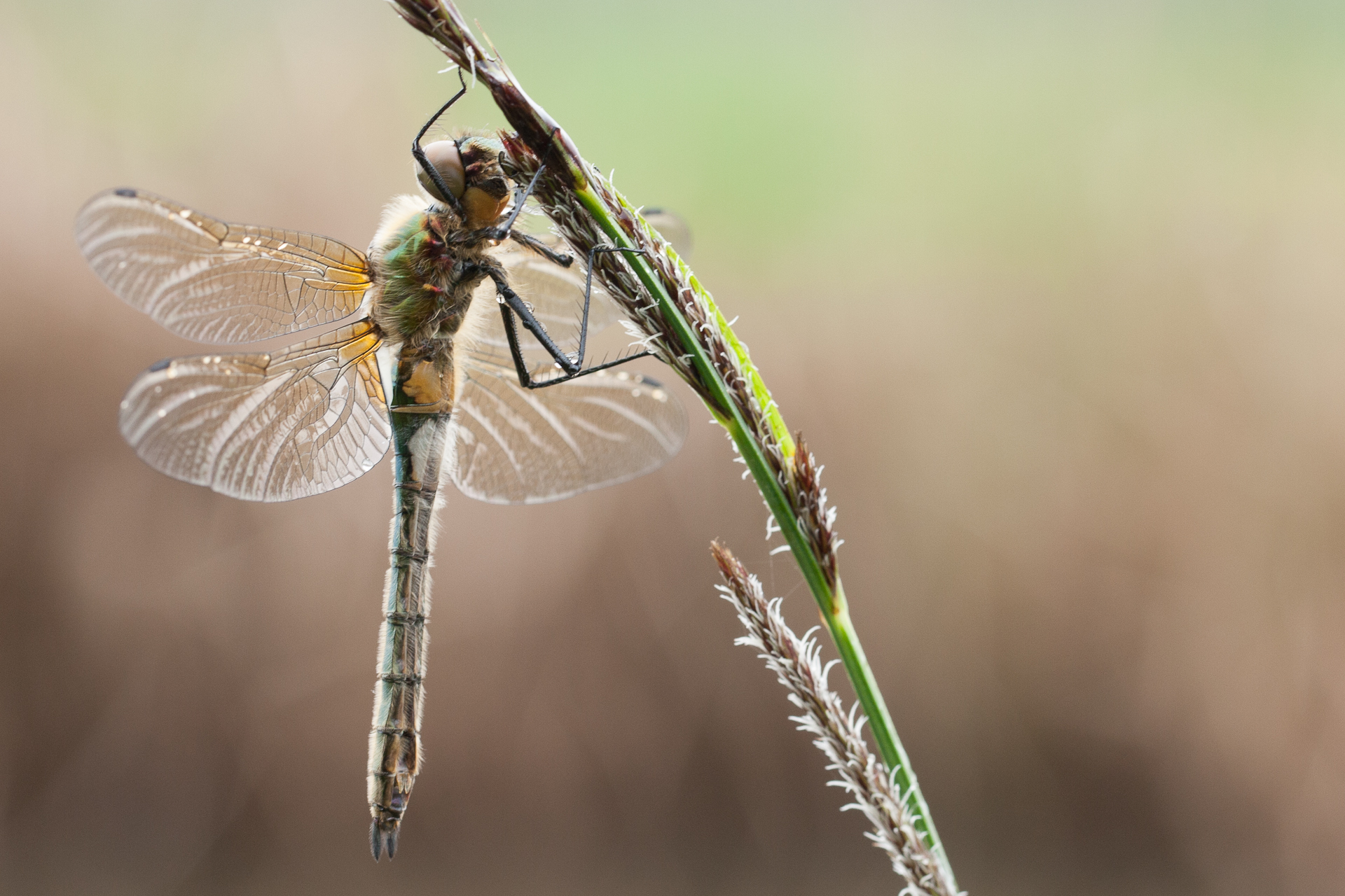 uitsluipende-smaragdlibel-0