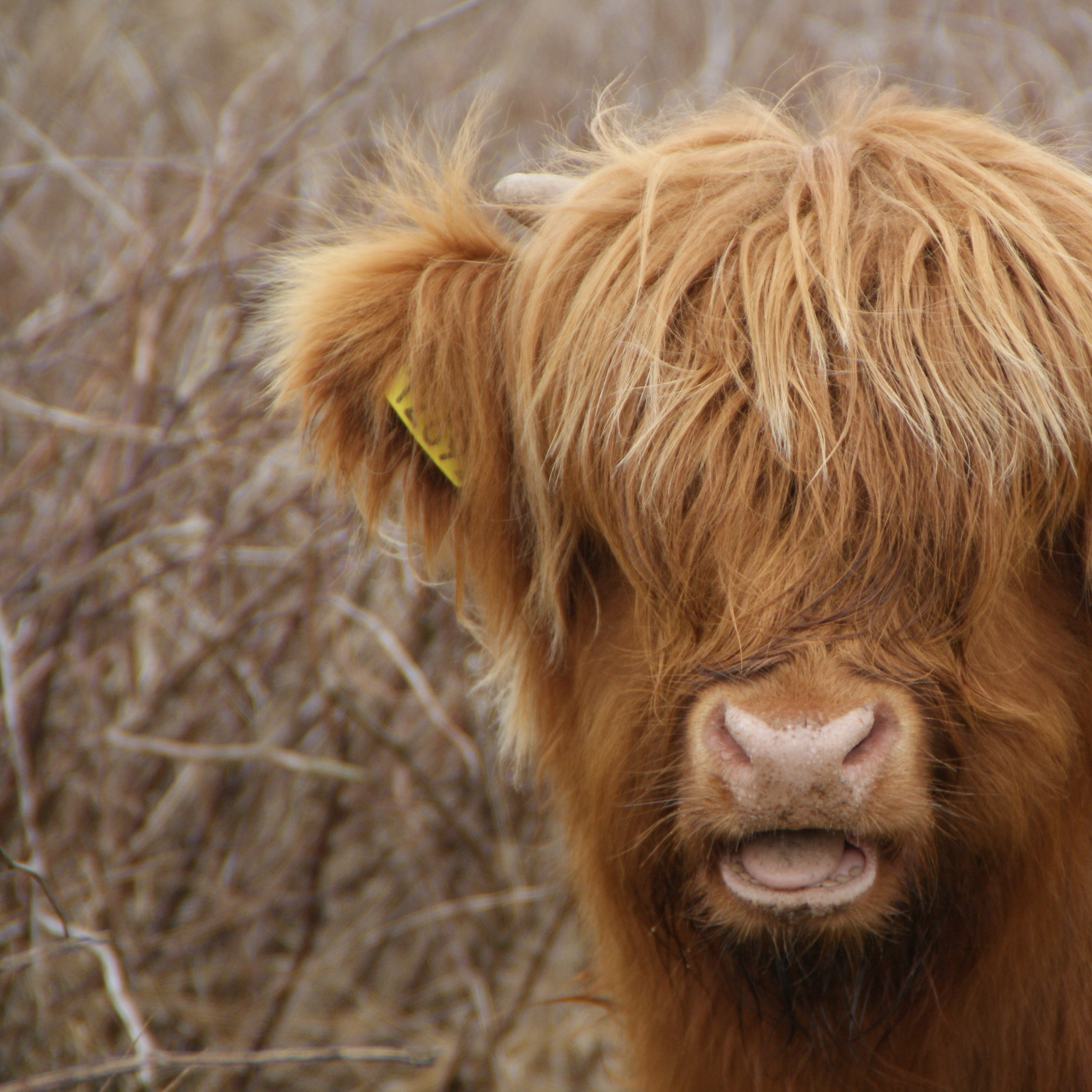 nieuwe-voorjaarscoupe