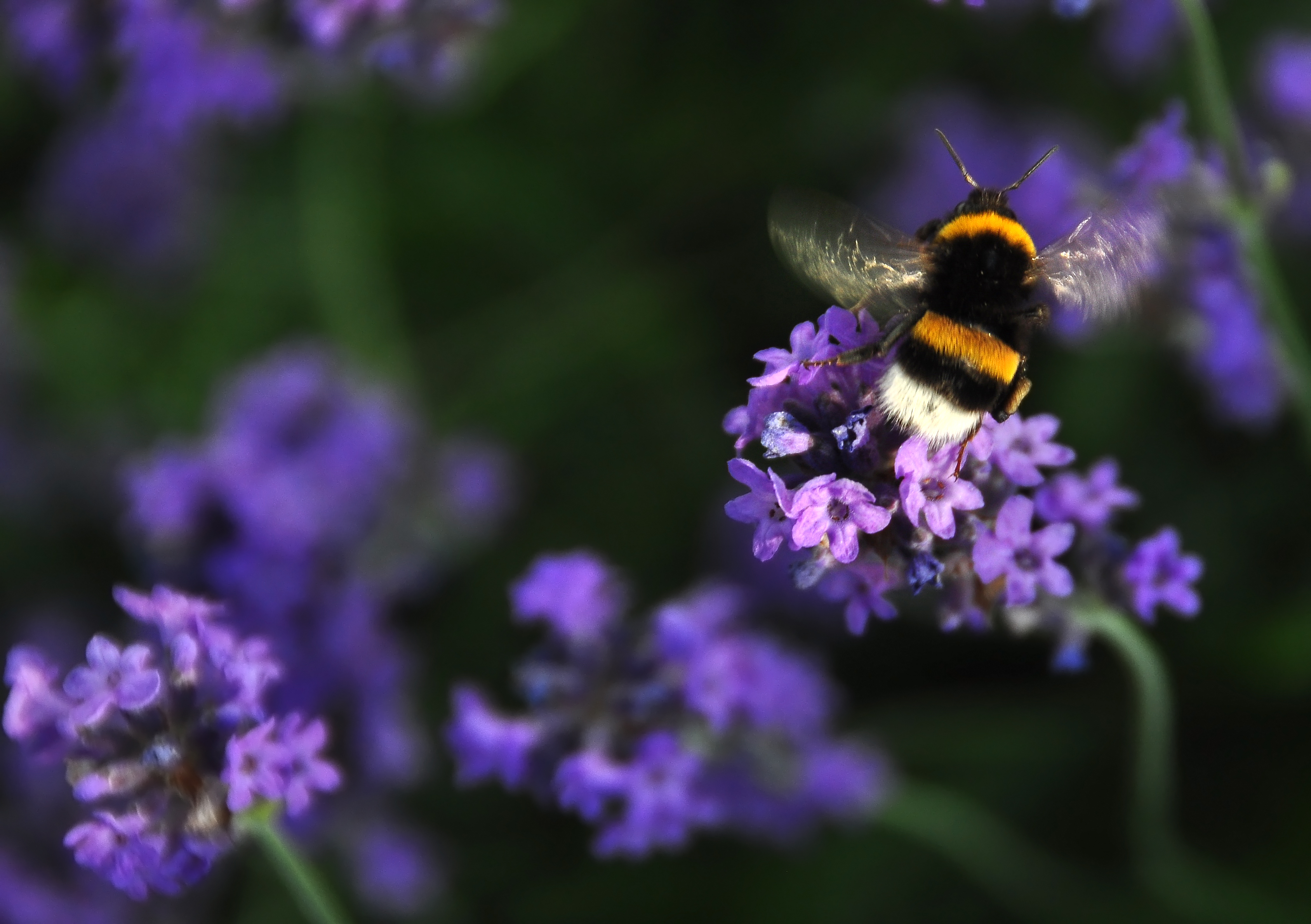 hommel-bij-avondlicht