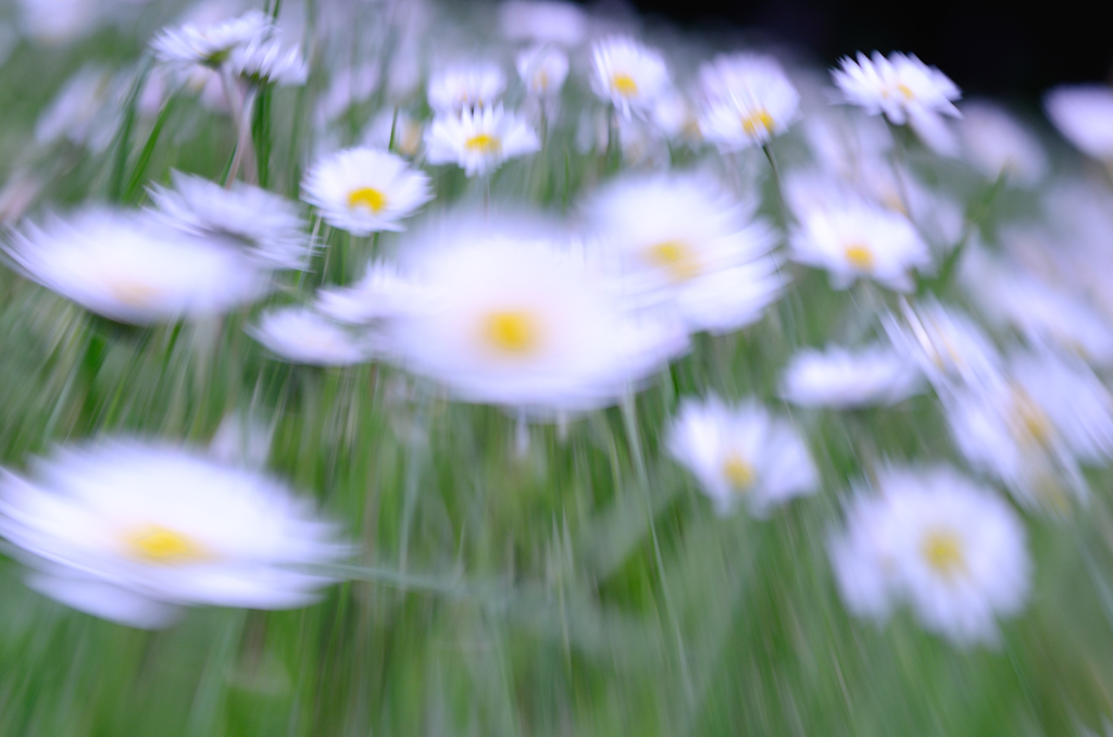 madeliefjes-creatiefjes