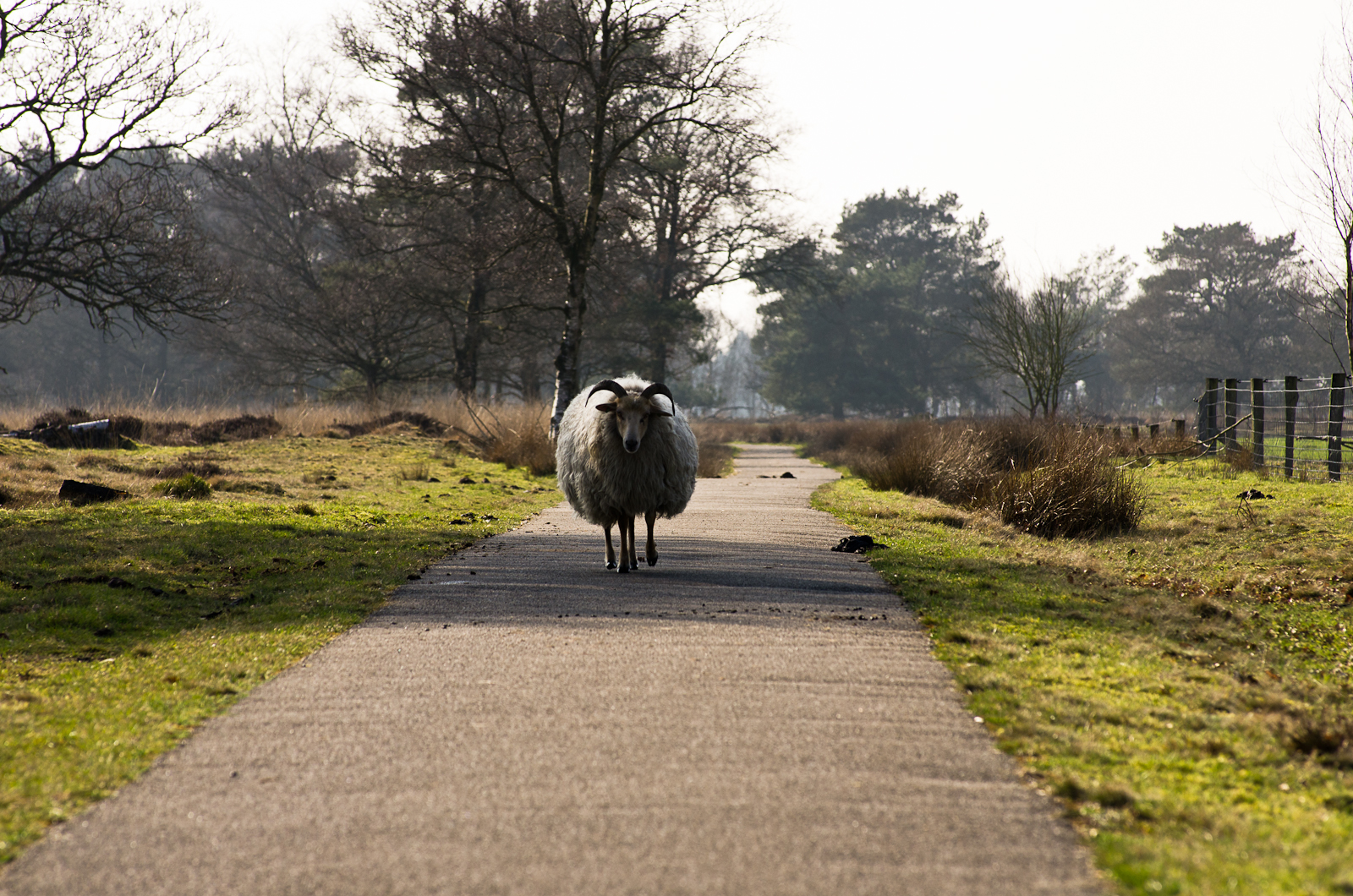 schaap-op-de-drentse-heide