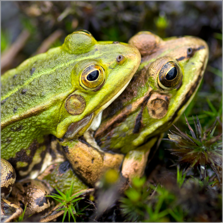 grenouille-verte