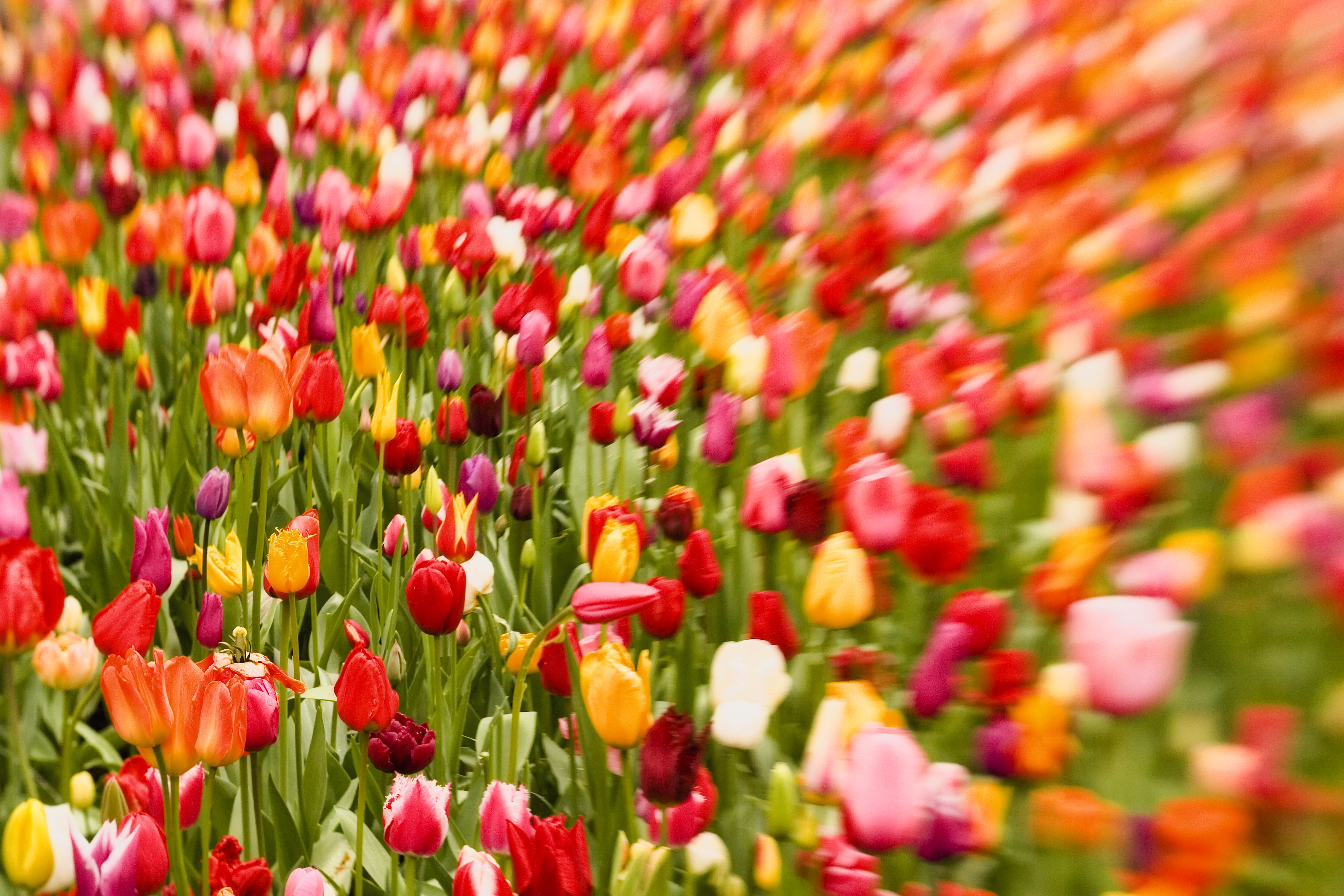 tulpenexplosie