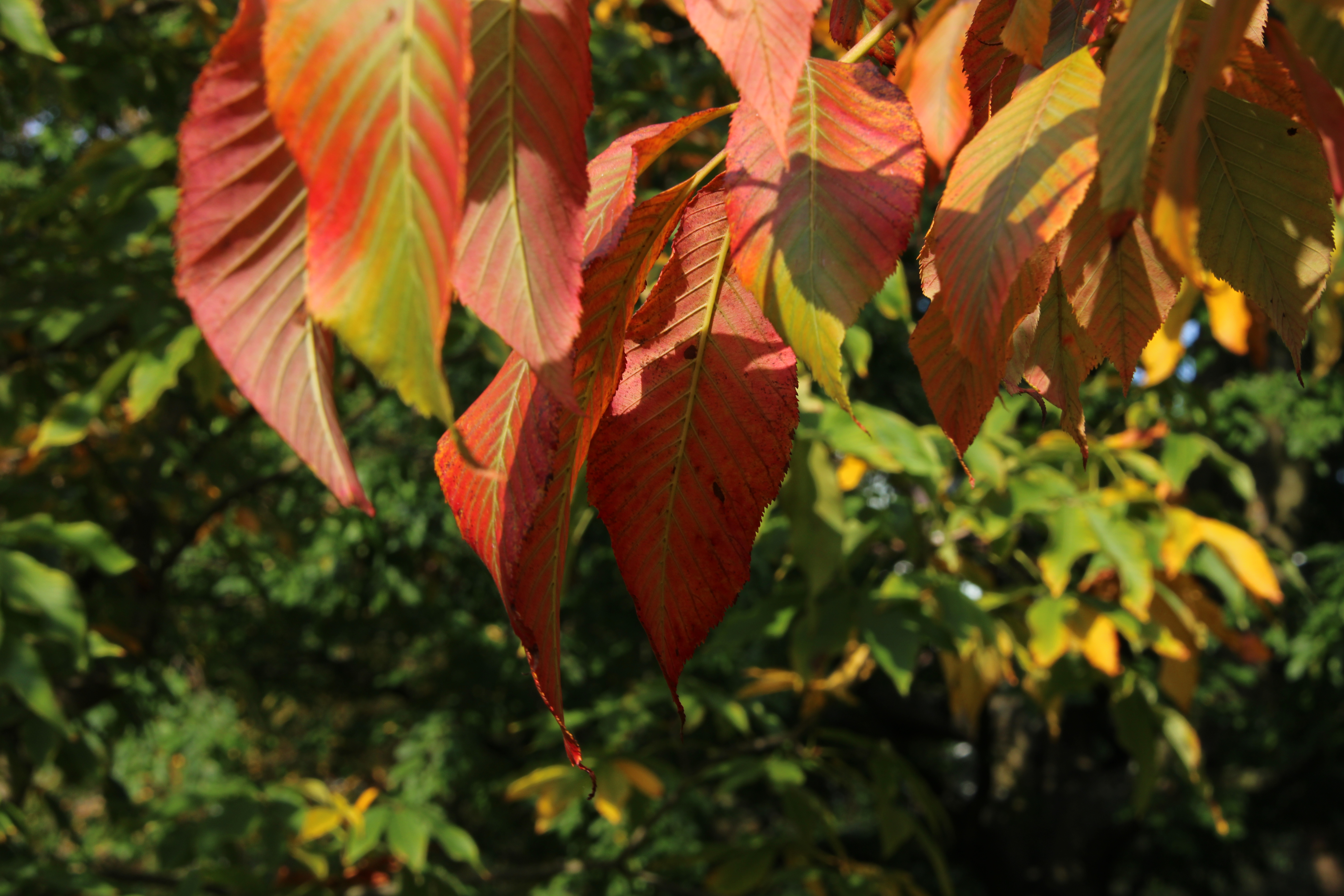 van-zomer-naar-herfst