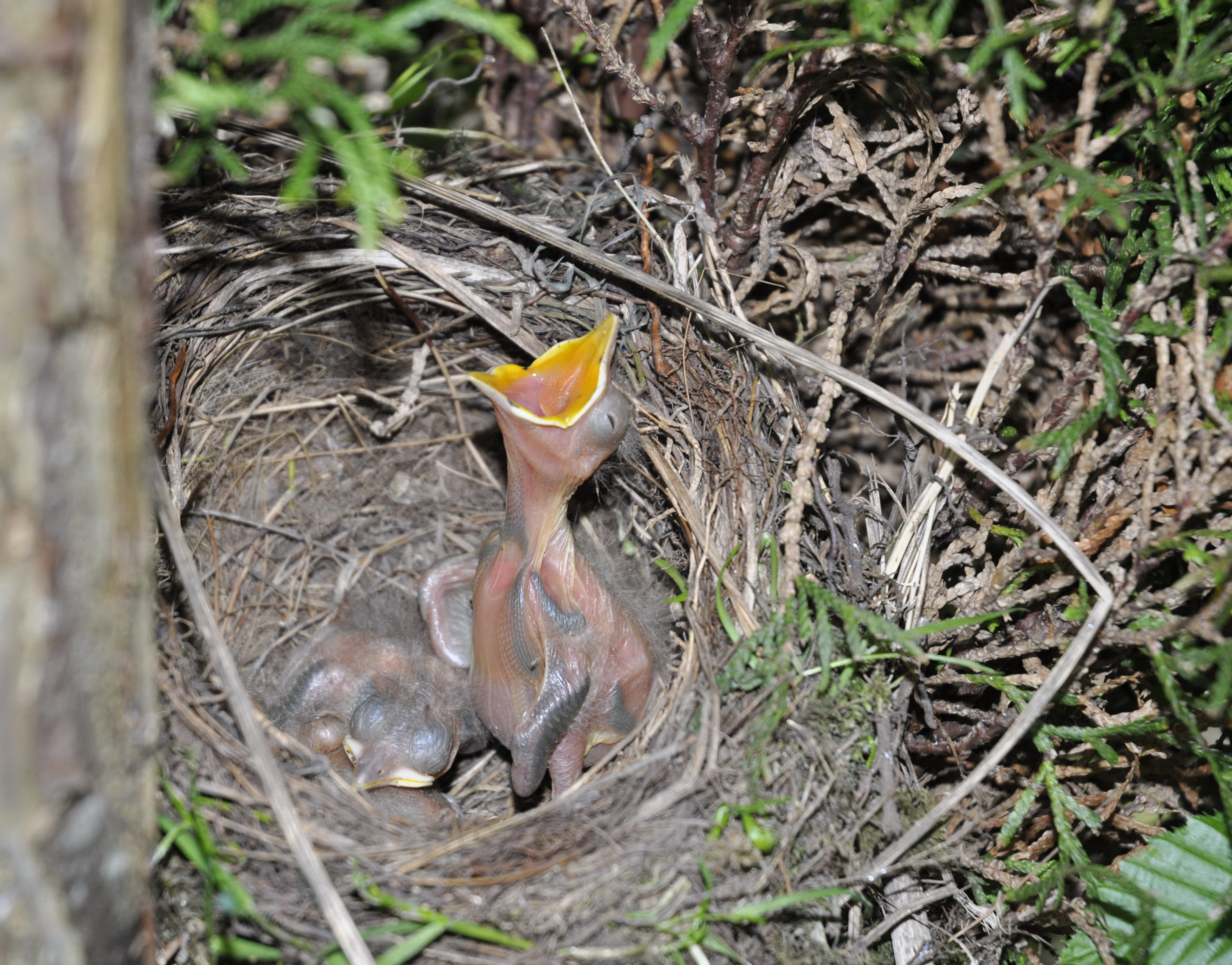 lente-in-de-achtertuin