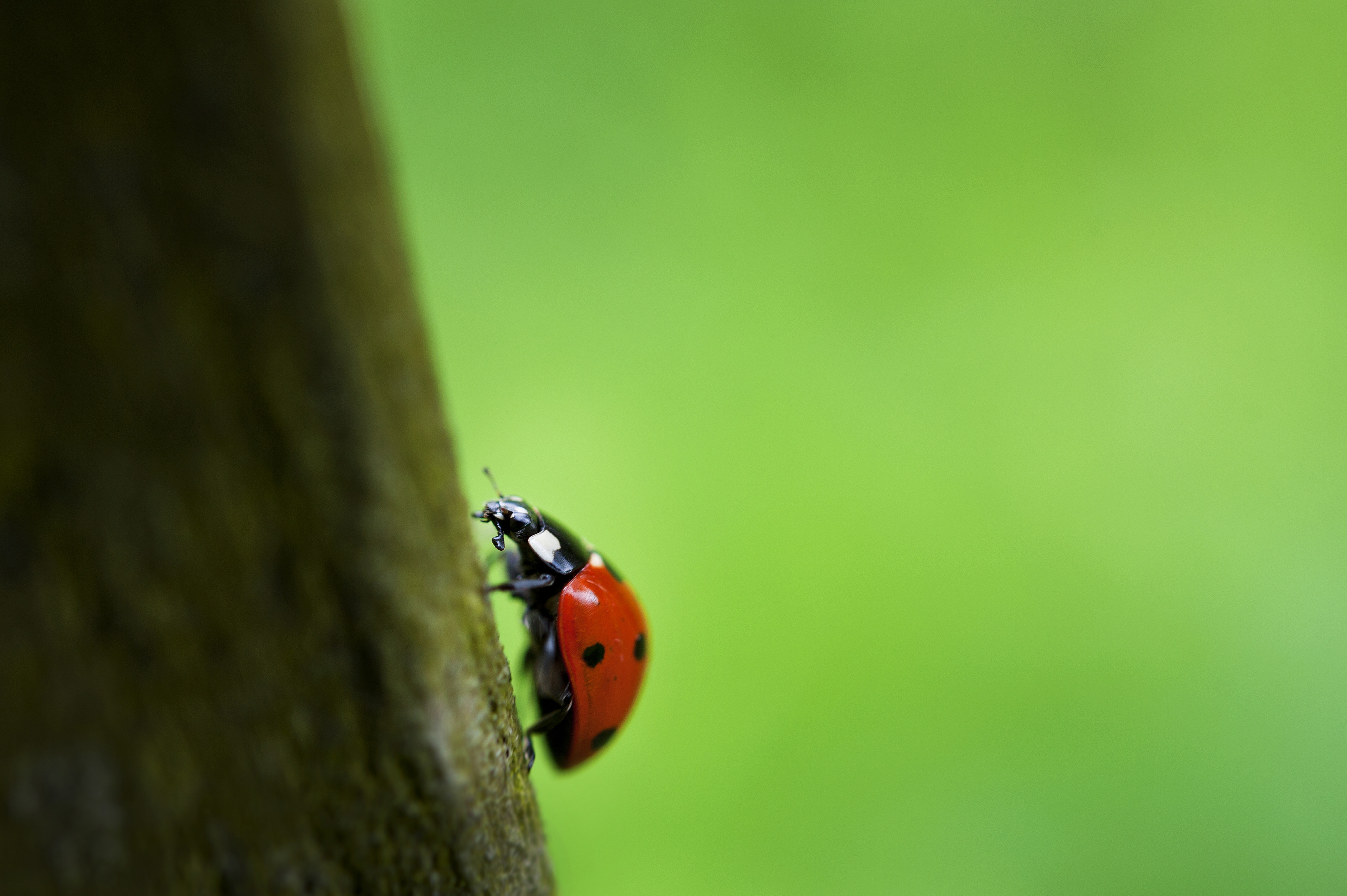 lieveheersbeestje-35