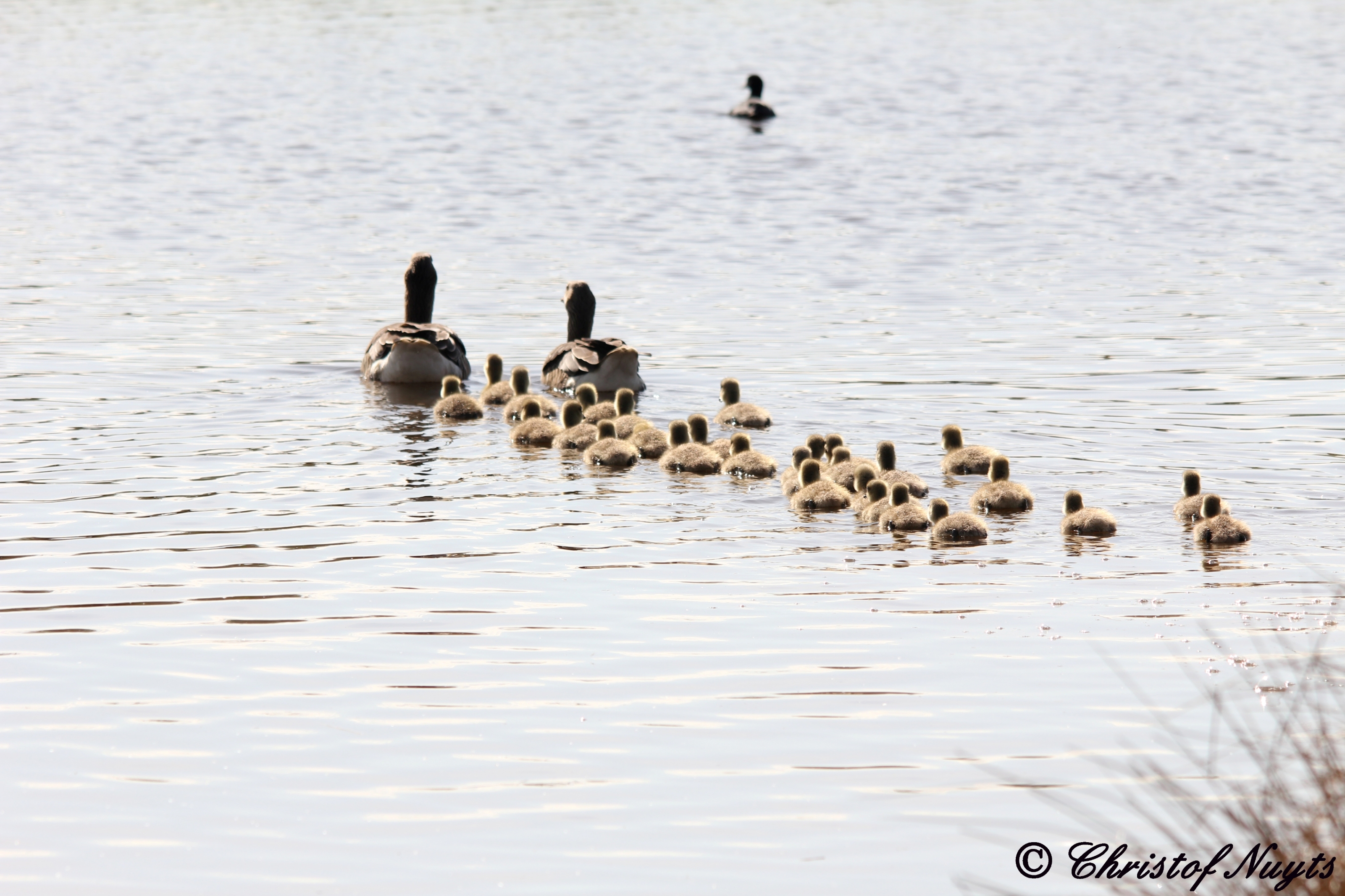 grauwe-gans-met-kuikens