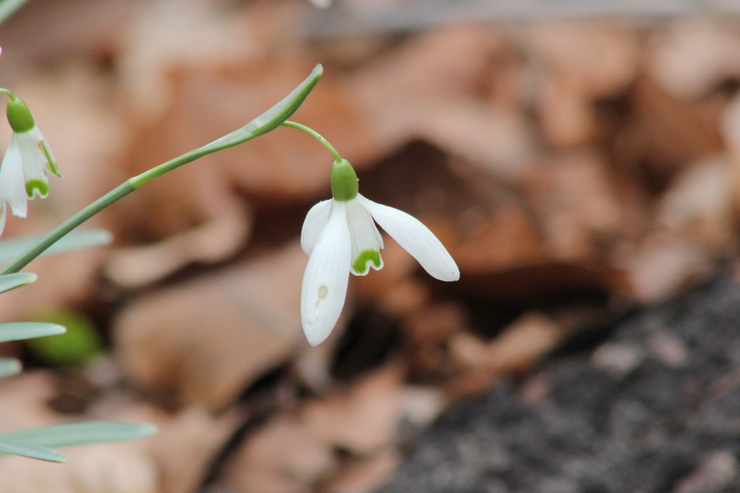 sneeuwklokje-8
