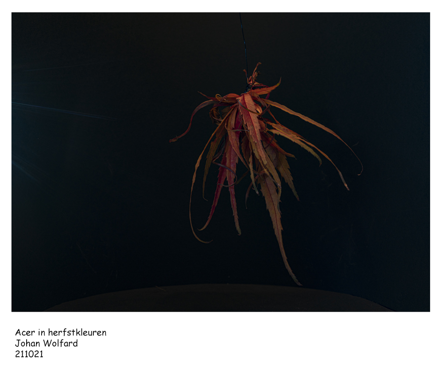 acer-in-herfstkleuren