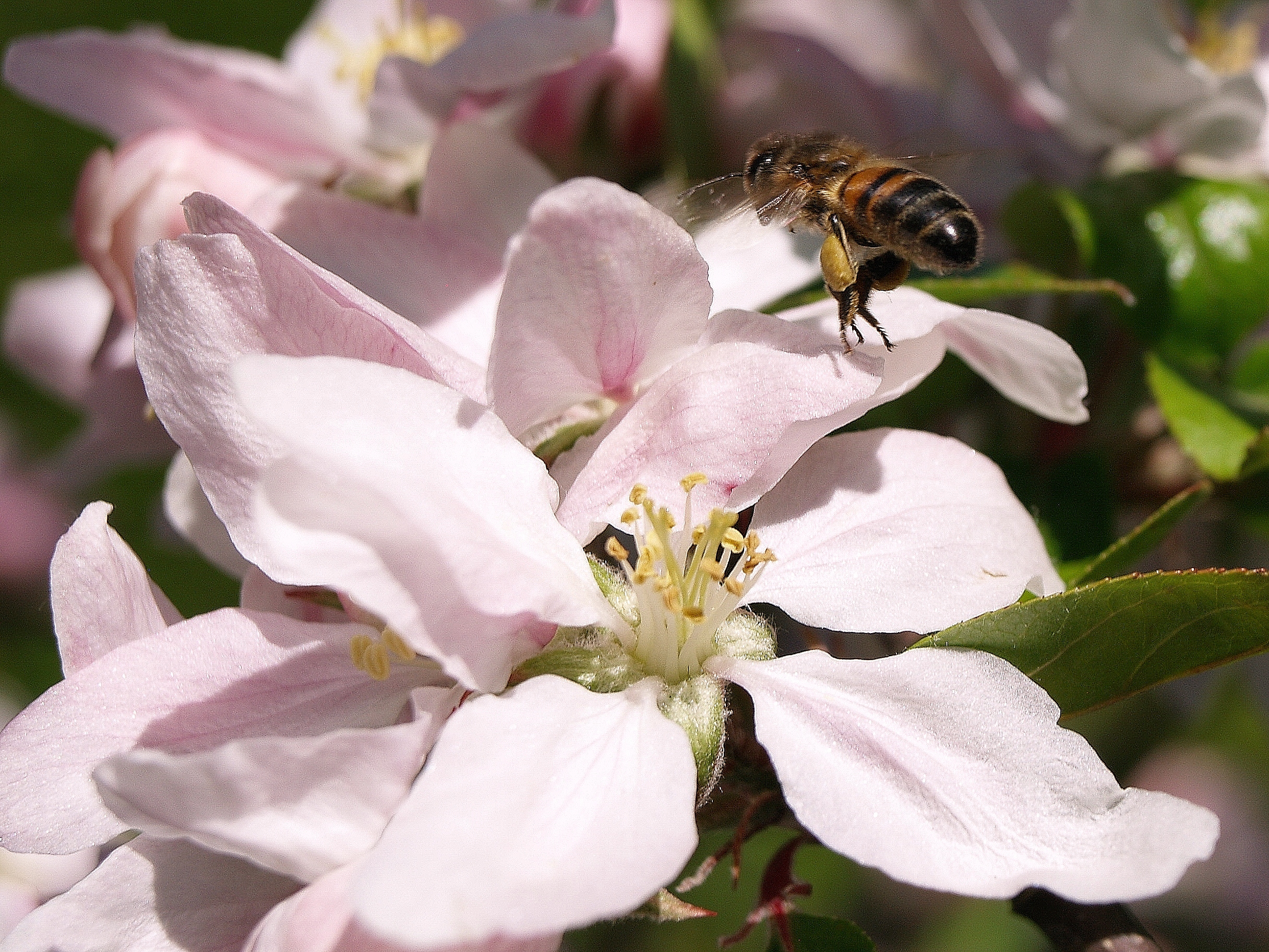 bij-aan-het-werk-in-mijn-appelboom