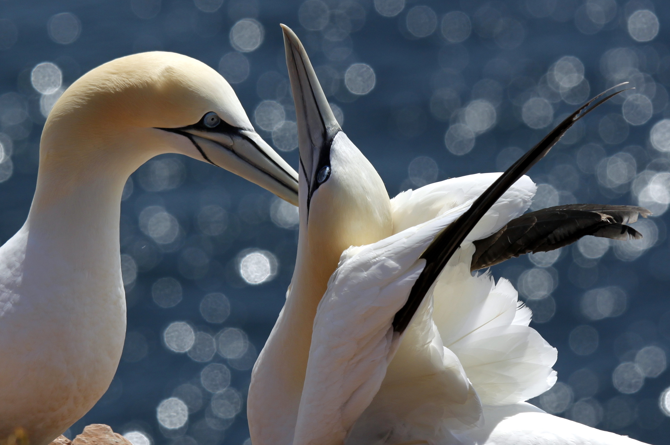 love-is-in-the-air-9