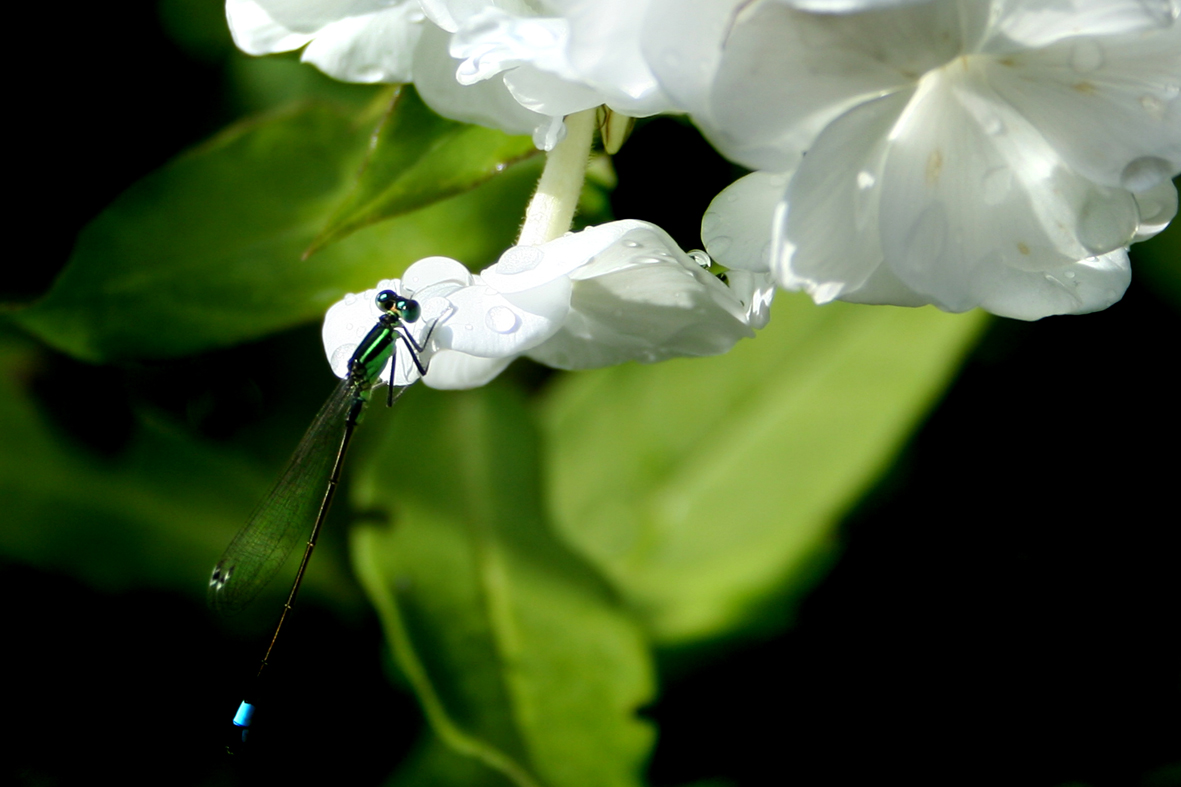 dragonfly-on-white-flower